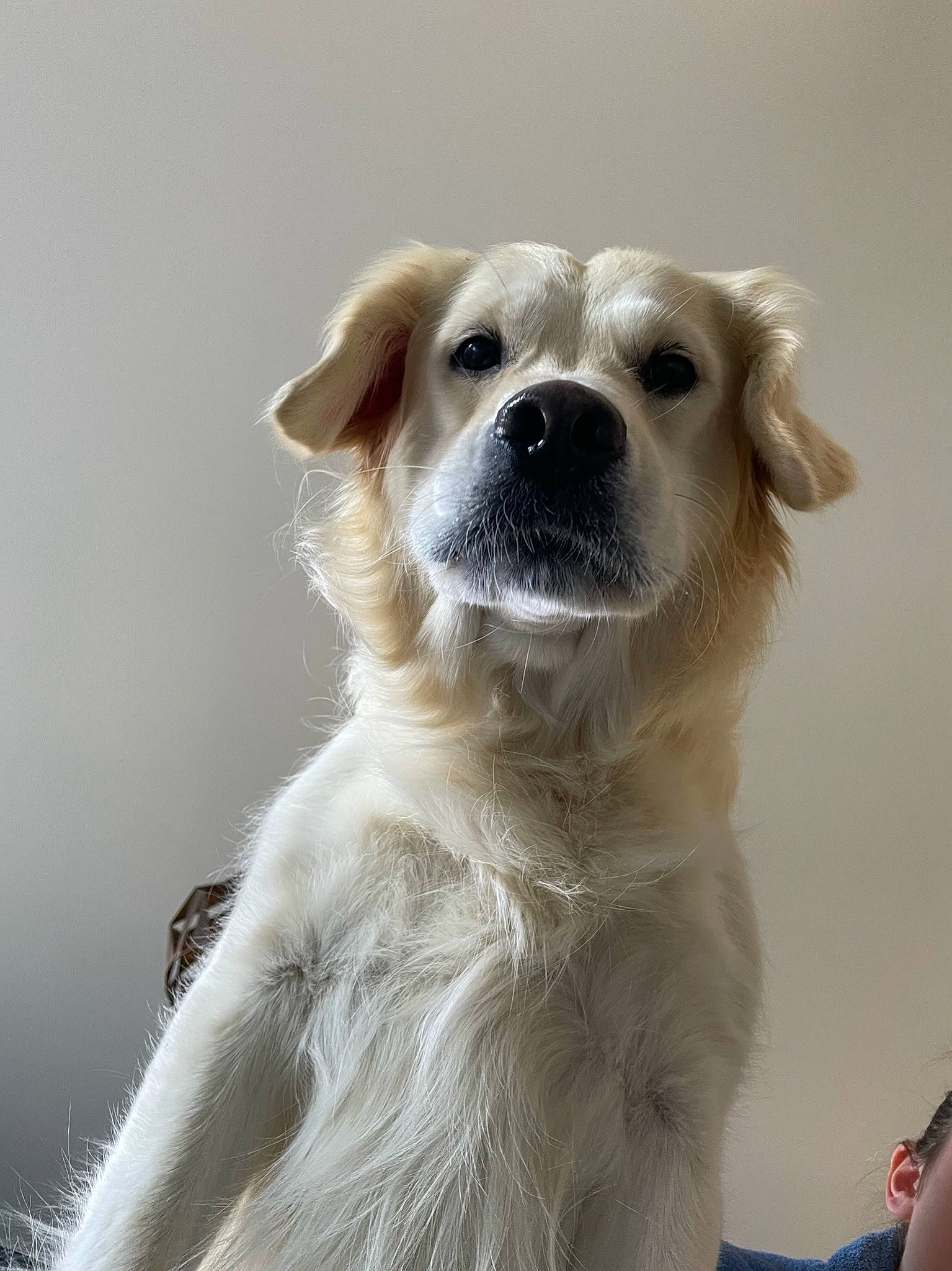 Olya participe au concours pour gagner de l'argent avec cette photo : ancient_dog_breeds, canidae, carnivore, collar, companion_dog, dog, dog_breed, dog_collar, fawn, fur, snout, sporting_group, whiskers, working_animal, working_dog