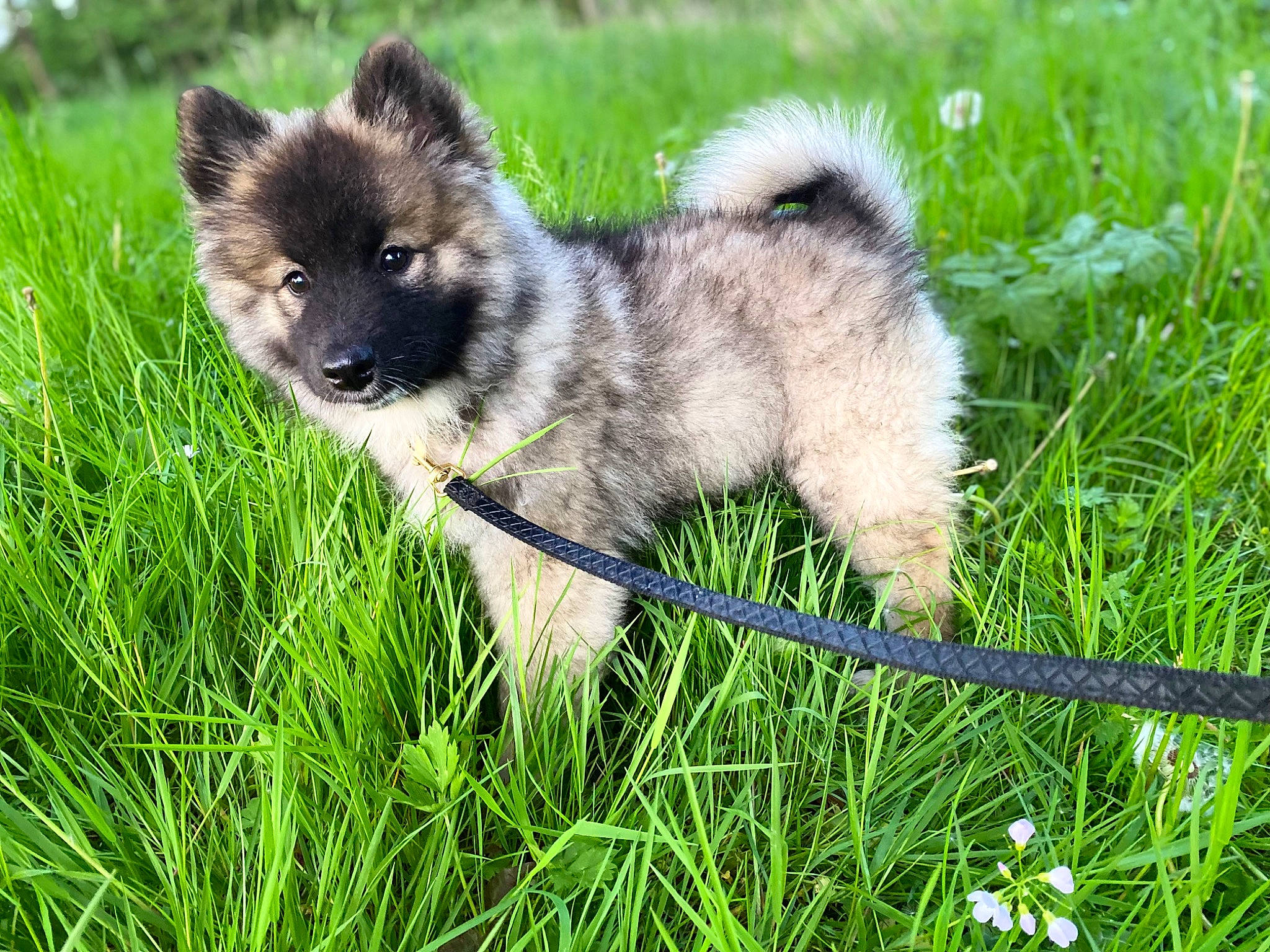 Youna a rejoint le concours — aidez-le/la à gagner de superbes lots ! canidae, carnivore, companion_dog, dog, dog_breed, fawn, fur, german_spitz_mittel, grass, grassland, groundcover, plant, snout, sporting_group, tail, terrestrial_animal, tree, whiskers, working_animal, working_dog