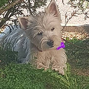 Pepsie participe au concours pour gagner de l'argent avec cette photo : dog, white_dog, grass, bush, outdoor, pet, canine, shade, collar, purple_tag, fur, nature, greenery, relaxed, animal, small_dog, cute, garden, daylight, resting