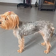 Maya participe au concours pour gagner de l'argent avec cette photo : dog, small_dog, indoor, tile_floor, wood_stove, chair, clothes, fur, pet, animal, domestic, hair_tie, brown_fur, grey_fur, standing, side_view, cozy, home, floor, quiet