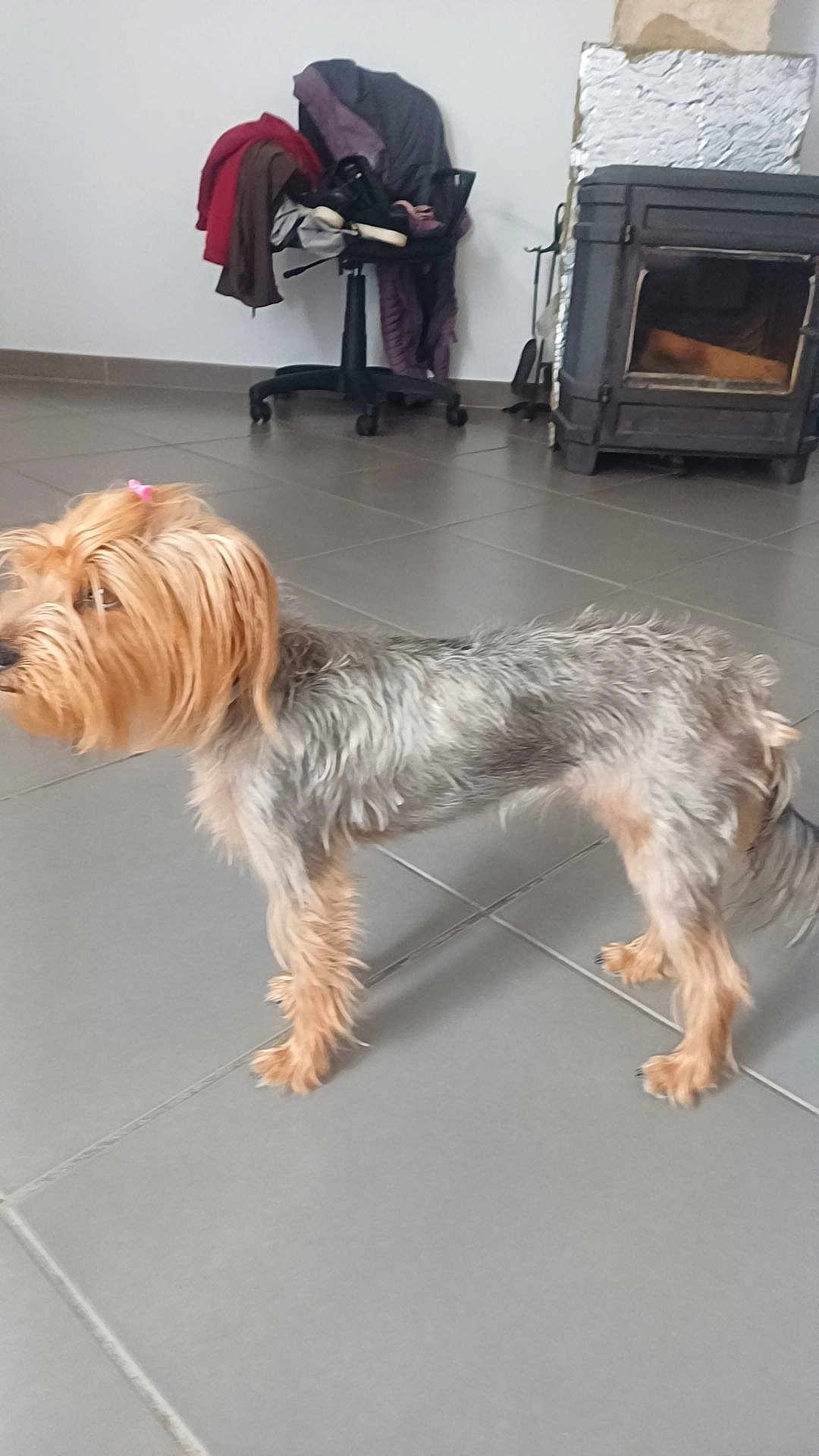 Maya participe au concours pour gagner de l'argent avec cette photo : dog, small_dog, indoor, tile_floor, wood_stove, chair, clothes, fur, pet, animal, domestic, hair_tie, brown_fur, grey_fur, standing, side_view, cozy, home, floor, quiet