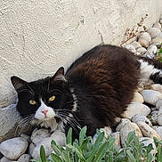 Malo a rejoint le concours — aidez-le/la à gagner de superbes lots ! animal, black_and_white, cat, close_up, eyes, fur, garden, greenery, laying, mammal, nature, outdoor, pet, plants, relaxed, resting, rocks, texture, wall, whiskers