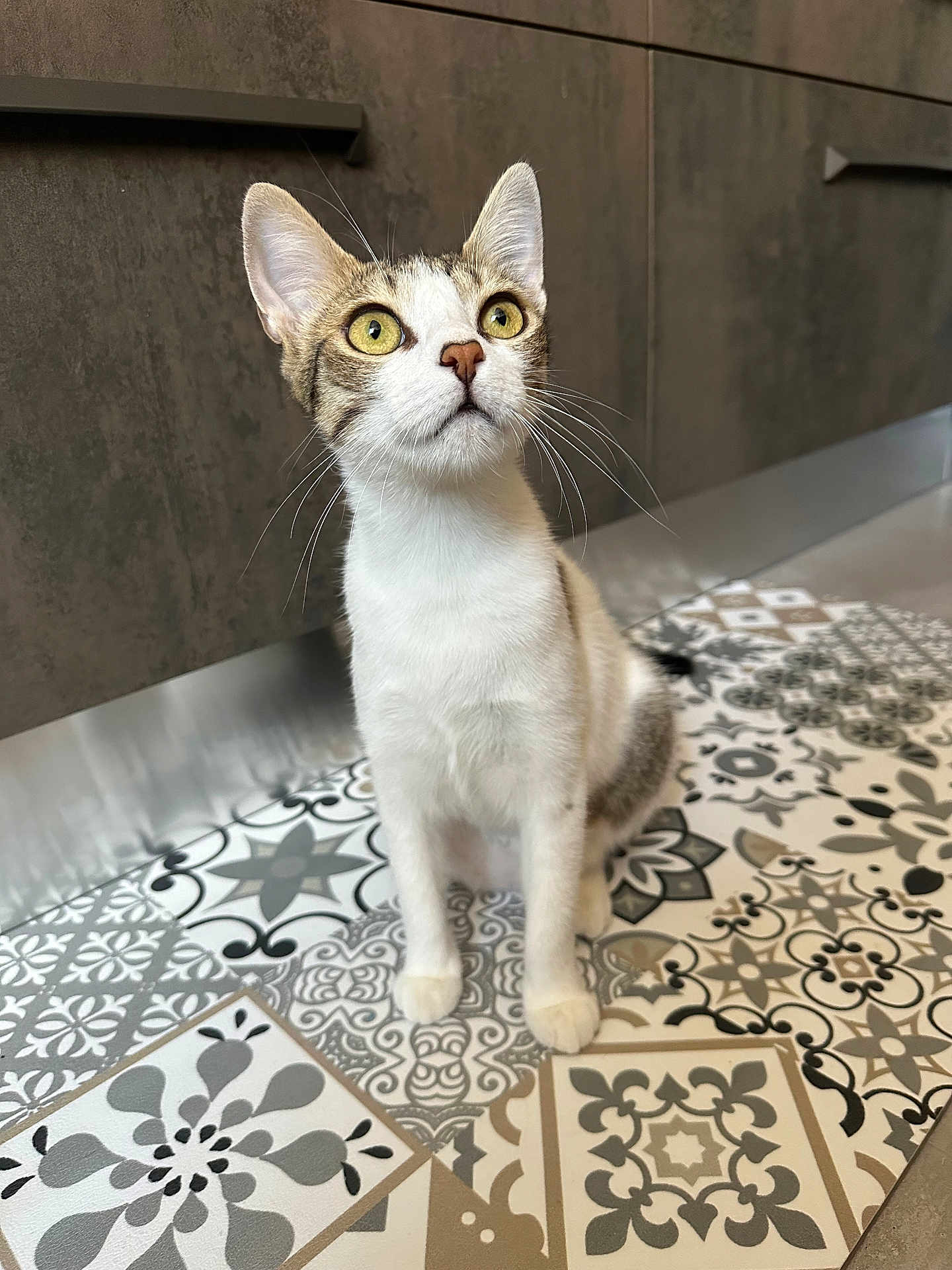 Whitney a rejoint le concours — aidez-le/la à gagner de superbes lots ! animal, cat, curious, cute, domestic_cat, ears, feline, floor_tiles, home_interior, indoor, kitchen_cabinet, looking_up, patterned_floor, pet, sitting, tabby_markings, tile_floor, whiskers, white_fur, yellow_eyes