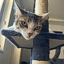 animal, cat, cat_tree, close_up, curious, ears, eyes, feline, fur, home, indoor, natural_light, nose, perch, pet, relaxing, scratching_post, tabby, whiskers, window
