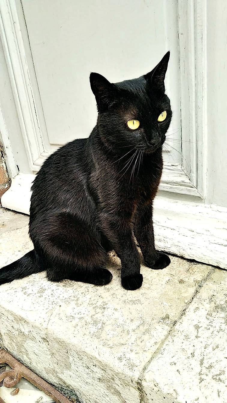 Abaisse participe au concours pour gagner de l'argent avec cette photo : black_cat, bombay, carnivore, cat, claw, domestic_short_haired_cat, door, eye, felidae, fur, grey, monochrome, monochrome_photography, plant, small_to_medium_sized_cats, snout, tail, terrestrial_animal, whiskers, window