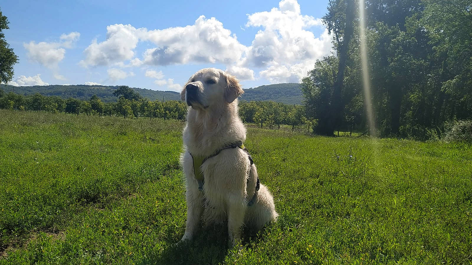 Pixel participe au concours pour gagner de l'argent avec cette photo : carnivore, cloud, companion_dog, cumulus, dog, dog_breed, fawn, grass, grass_family, grassland, landscape, meadow, mountain, natural_landscape, plant, prairie, sky, sporting_group, terrestrial_animal, tree