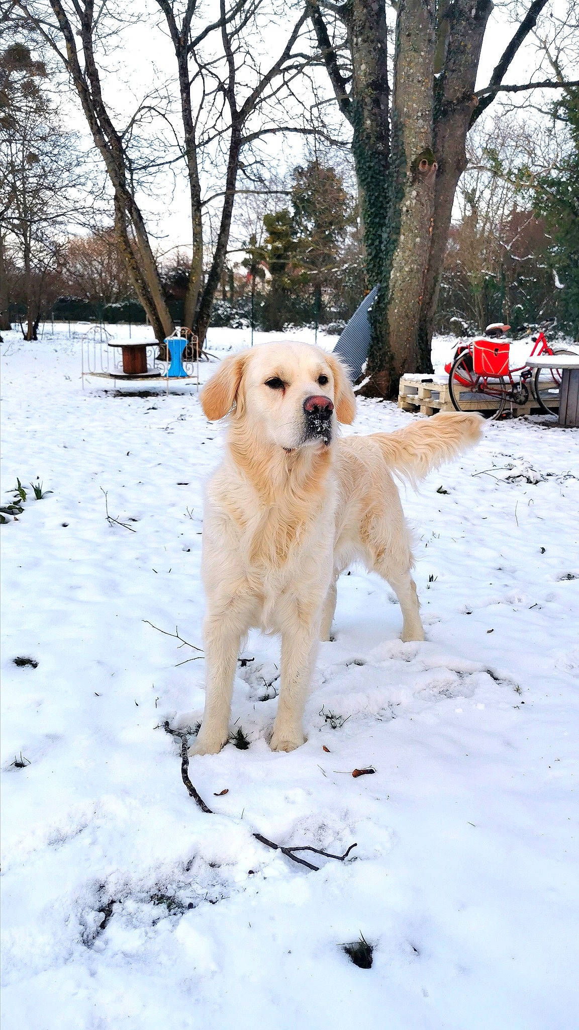 Pixel participe au concours pour gagner de l'argent avec cette photo : canidae, carnivore, companion_dog, dog, dog_breed, fawn, freezing, fur, mammal, retriever, sky, snow, sporting_group, tail, tire, tree, vehicle, vertebrate, winter, working_animal