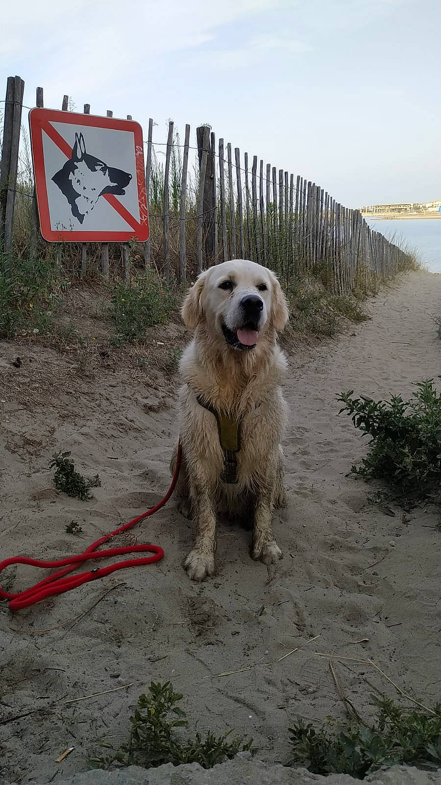 Pixel participe au concours pour gagner de l'argent avec cette photo : beach, canidae, carnivore, companion_dog, dog, dog_breed, fence, gas, landscape, leash, ocean, plant, sky, snout, soil, sporting_group, traffic_sign, water, working_animal, working_dog