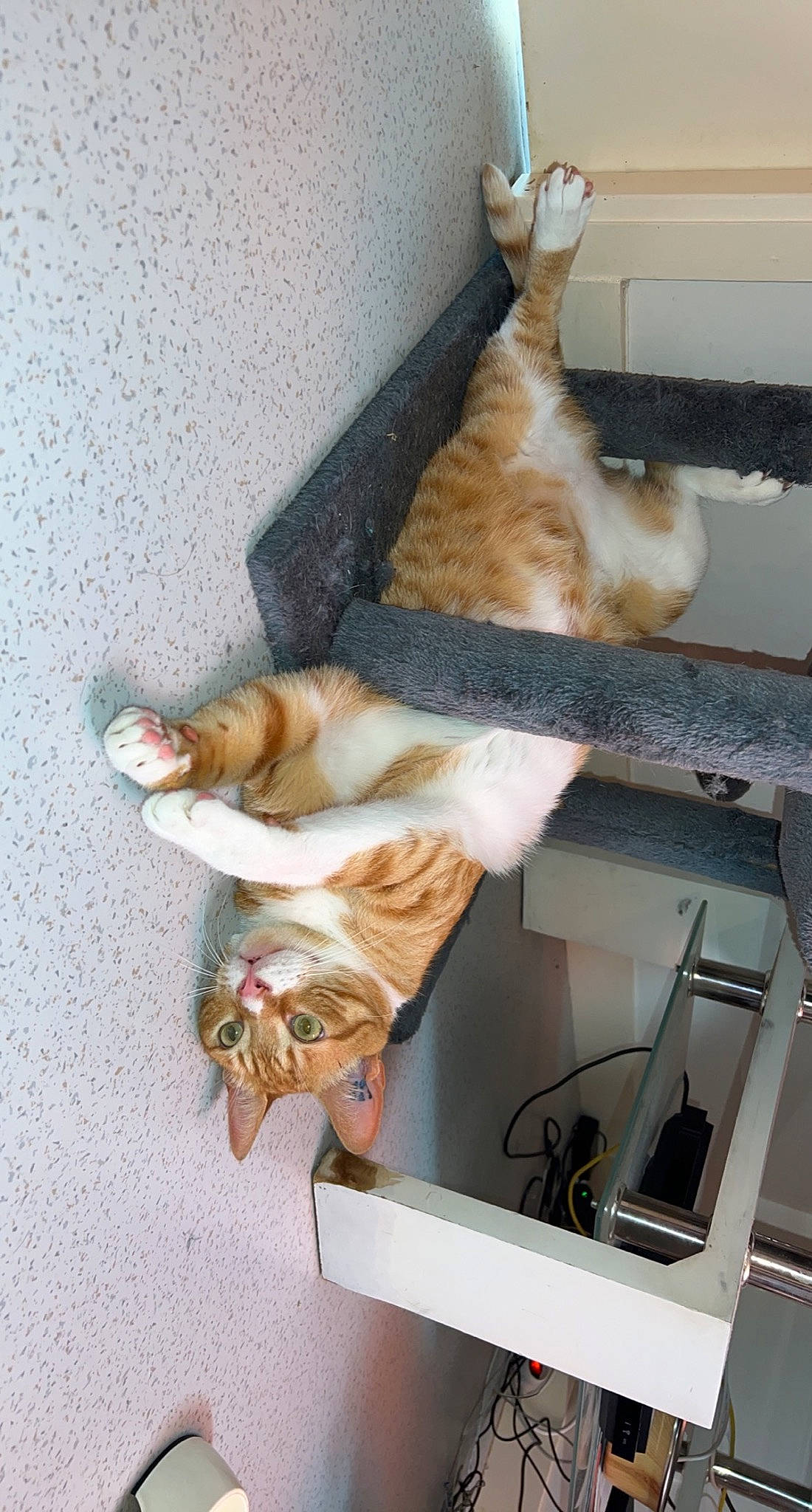 Leo participe au concours pour gagner de l'argent avec cette photo : canidae, carnivore, cat, companion_dog, dog_breed, domestic_short_haired_cat, fawn, felidae, fur, paw, pet_supply, room, small_to_medium_sized_cats, sporting_group, tail, whiskers, wood