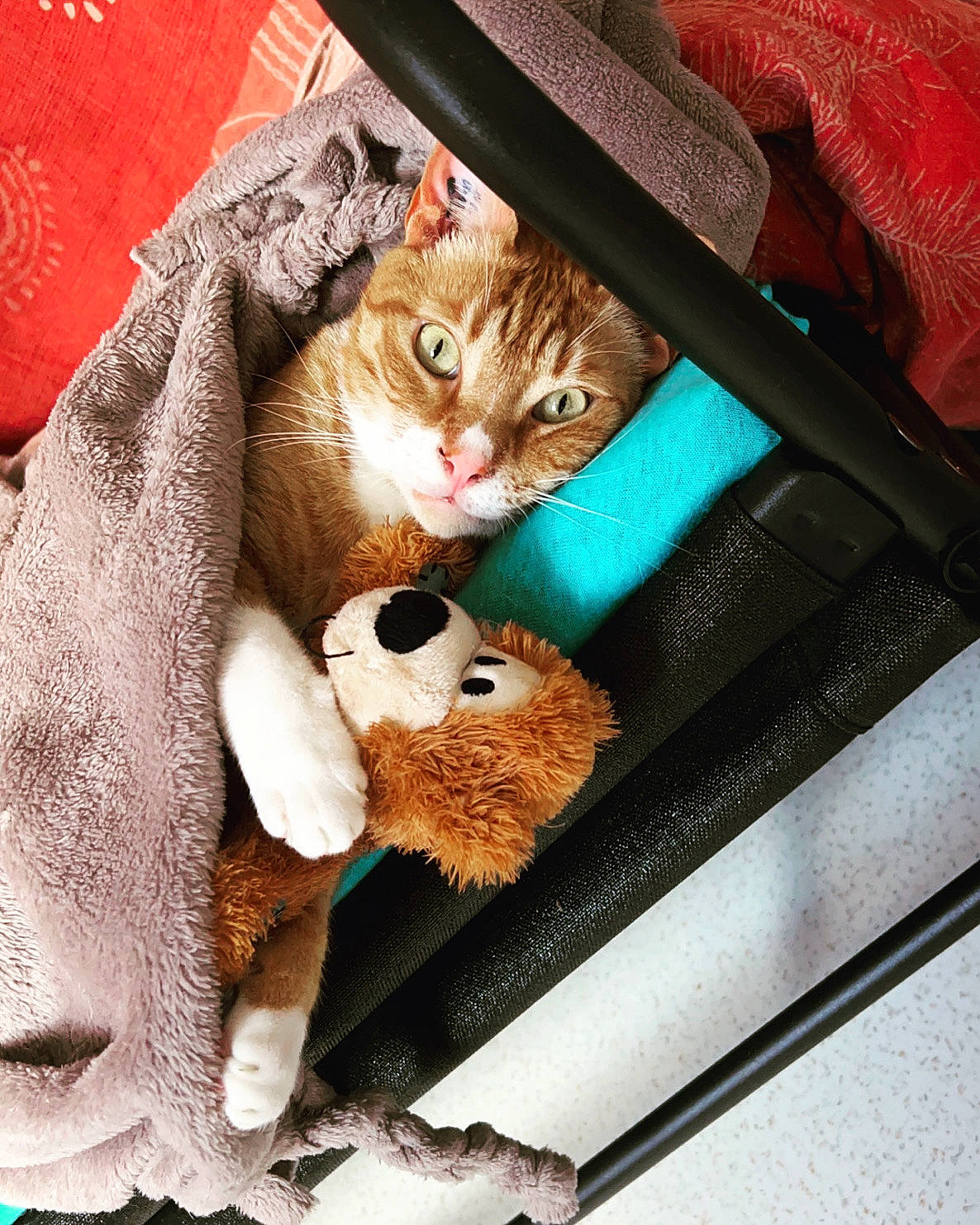 Leo a rejoint le concours — aidez-le/la à gagner de superbes lots ! bag, baggage, brown, carnivore, cat, domestic_short_haired_cat, fashion_accessory, fawn, felidae, fur, hat, luggage_and_bags, mammal, paw, small_to_medium_sized_cats, tail, toy, vertebrate, whiskers