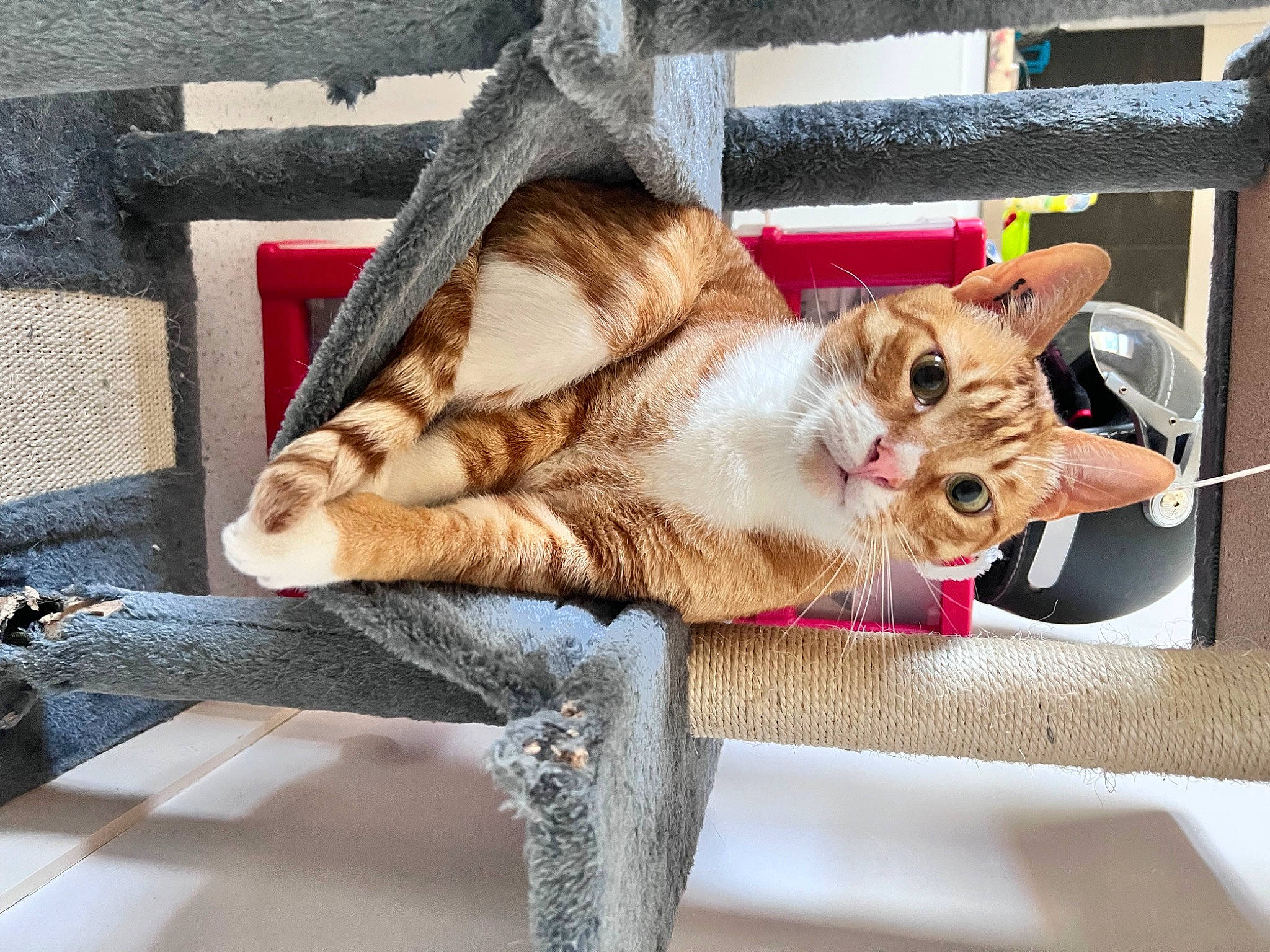 Leo participe au concours pour gagner de l'argent avec cette photo : carnivore, cat, claw, collar, comfort, domestic_short_haired_cat, fawn, felidae, fur, human_leg, lap, leash, mammal, paw, small_to_medium_sized_cats, snout, tail, whiskers, window, wood