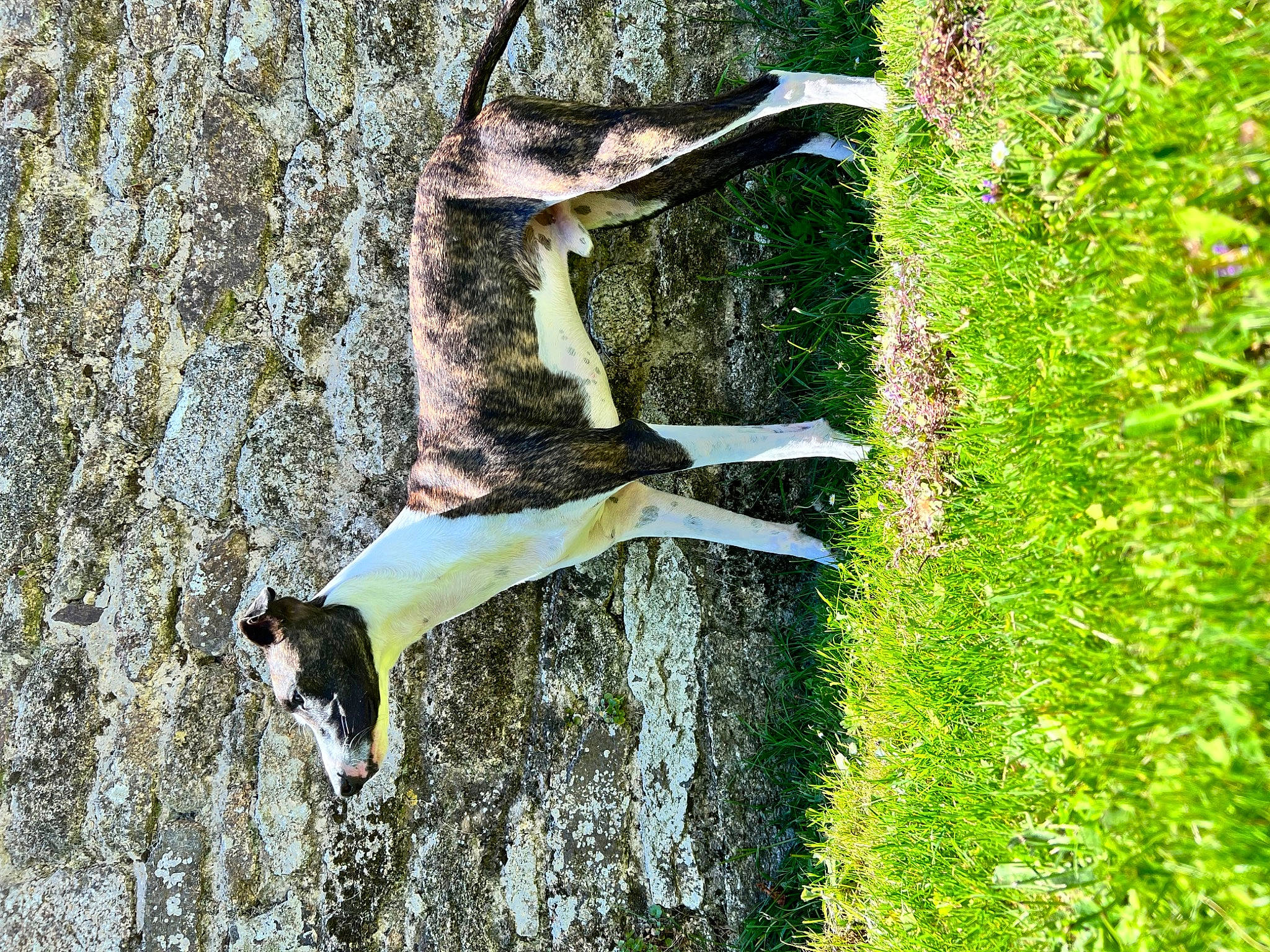 Django a rejoint le concours — aidez-le/la à gagner de superbes lots ! beak, birch_family, branch, canidae, felidae, grass, groundcover, leaf, plant, plant_stem, shrub, sporting_group, tail, terrestrial_animal, tree, trunk, twig, wildlife, wood, woody_plant