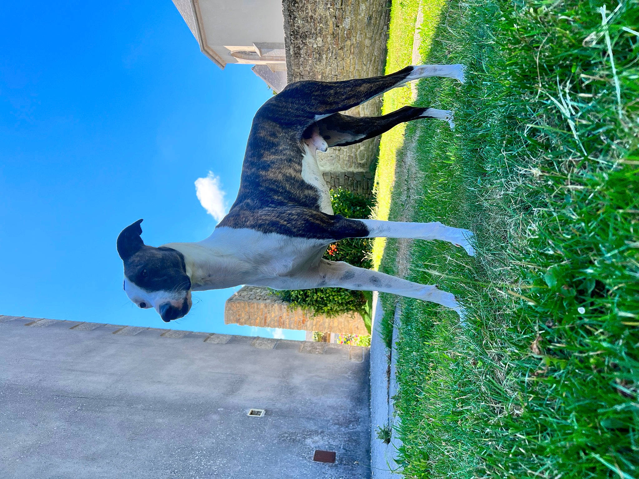Django a rejoint le concours — aidez-le/la à gagner de superbes lots ! art, balance, beak, bird, blue, fun, grass, leisure, plant, sculpture, shadow, shrub, sky, sporting_group, tail, tree, trunk, wing