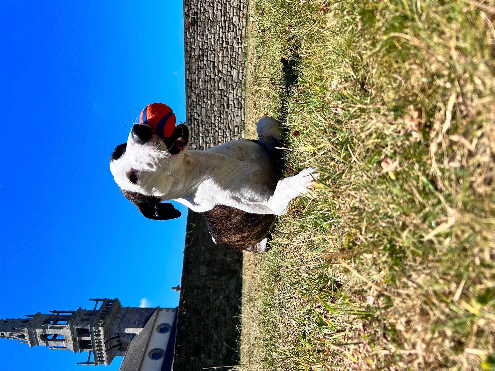 Django participe au concours pour gagner de l'argent avec cette photo : adventure, ball, beak, canidae, carmine, carnivore, companion_dog, dog, dog_breed, eyewear, fawn, plant, recreation, sky, snout, sporting_group, toy, trunk, window, wood