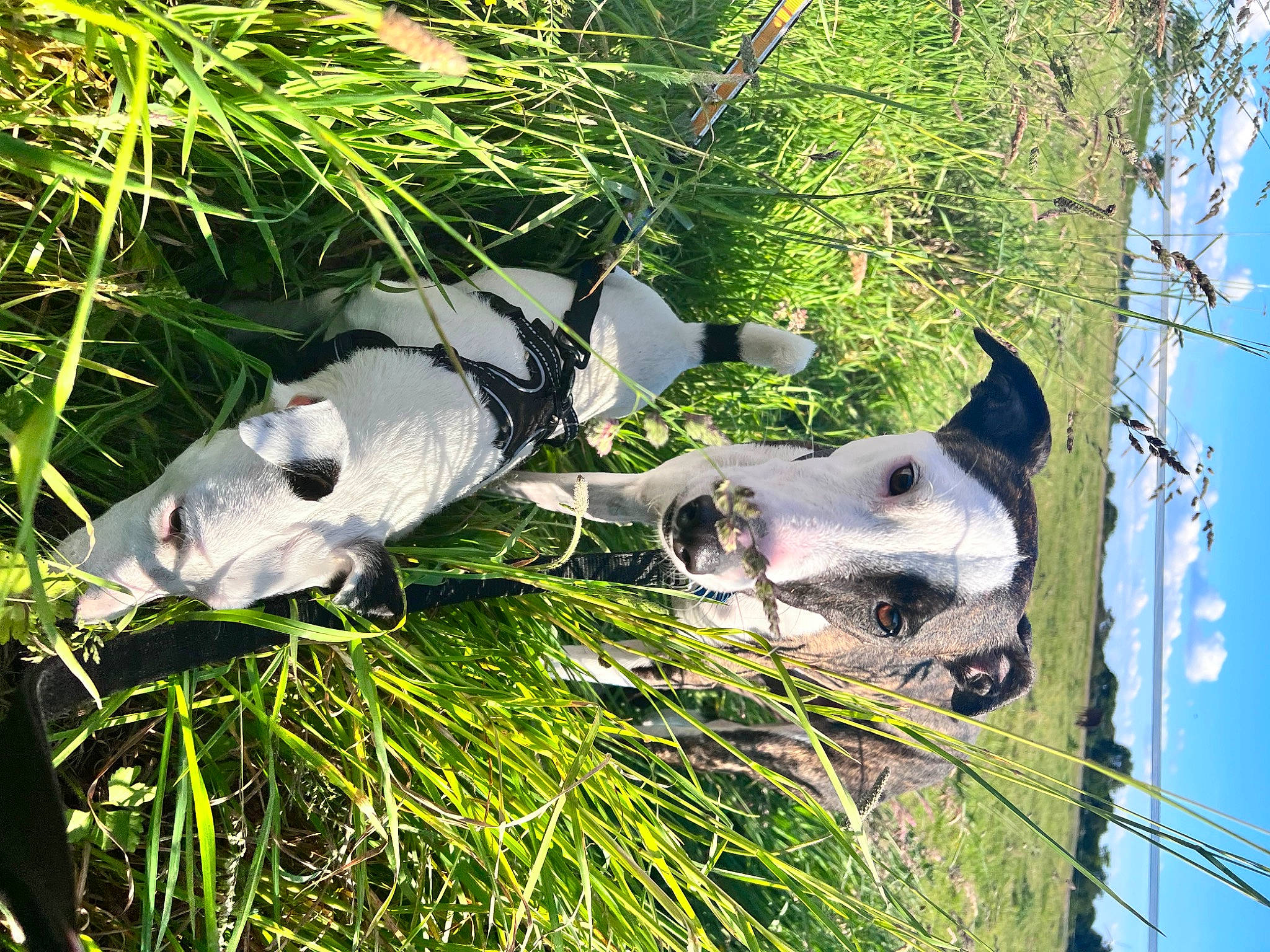 Django participe au concours pour gagner de l'argent avec cette photo : canidae, carnivore, dog, dog_breed, fawn, fish, grass, hood, livestock, pasture, plant, sky, snout, sporting_group, tail, terrestrial_animal, tree, water, wildlife, working_animal