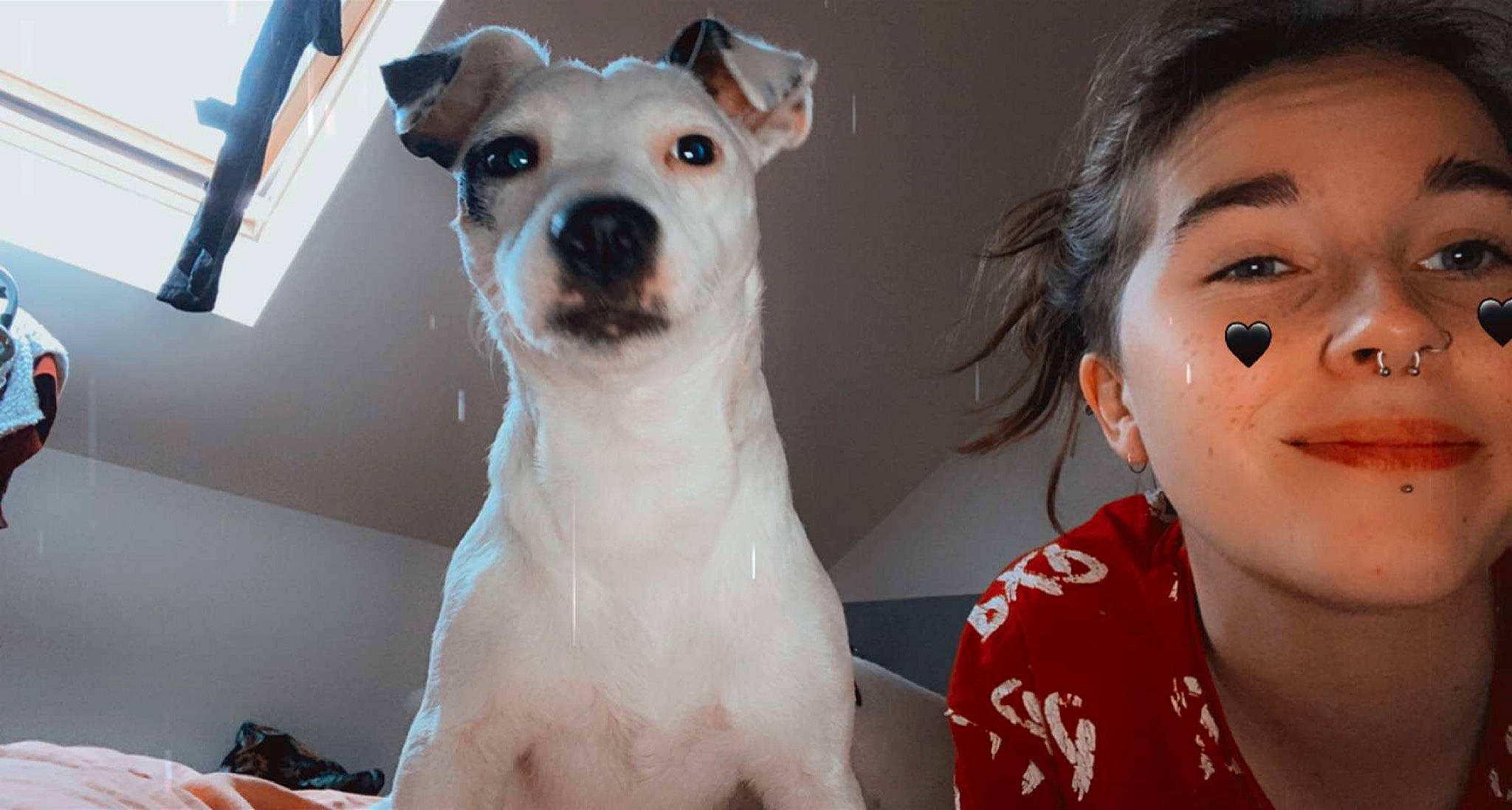 Luna a rejoint le concours — aidez-le/la à gagner de superbes lots ! carnivore, collar, companion_dog, dog, dog_breed, dog_collar, ear, eye, eyelash, fawn, happy, jaw, nose, pet_supply, skin, smile, snout, sporting_group, whiskers, working_animal