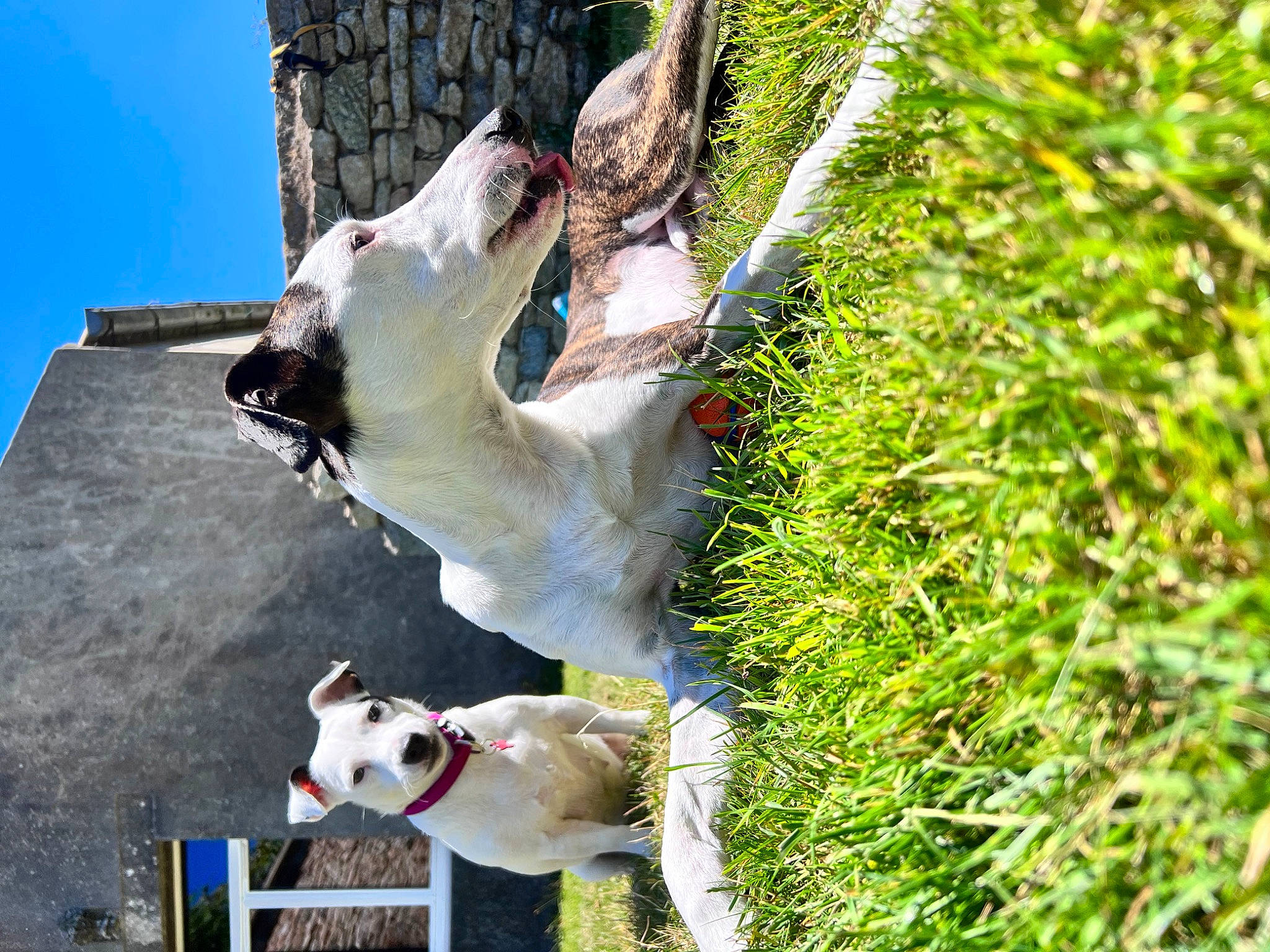 Luna a rejoint le concours — aidez-le/la à gagner de superbes lots ! adventure, beak, canidae, carnivore, collar, companion_dog, dog, dog_breed, dog_collar, fawn, grass, mammal, non_sporting_group, plant, sky, sporting_group, tail, trunk, vertebrate, wood