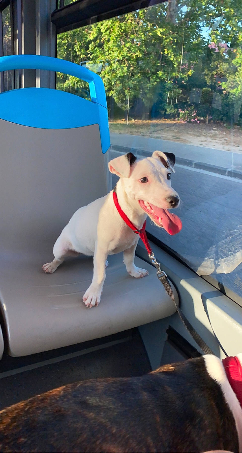 Luna participe au concours pour gagner de l'argent avec cette photo : canidae, carnivore, chair, collar, companion_dog, dog, dog_breed, dog_collar, dog_supply, fashion_accessory, fawn, leisure, pet_supply, plant, recreation, snout, sporting_group, tail, white, working_animal