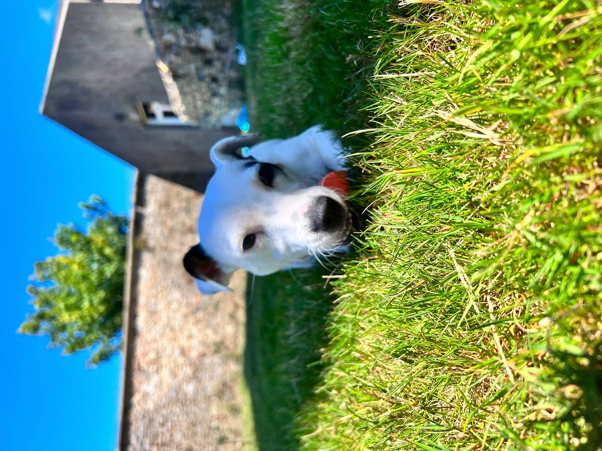 Luna participe au concours pour gagner de l'argent avec cette photo : canidae, carnivore, companion_dog, dog, dog_breed, fawn, grass, green, groundcover, non_sporting_group, pet_supply, plant, shrub, sky, snout, sporting_group, tail, tree, trunk, wood
