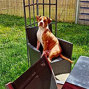 Tiai participe au concours pour gagner de l'argent avec cette photo : dog, outdoor, chair, patio, umbrella, grass, fence, sunny, backyard, pet, sitting, brown_and_white, relaxed, daylight, furniture, canine, portrait, garden, summer, domestic_animal