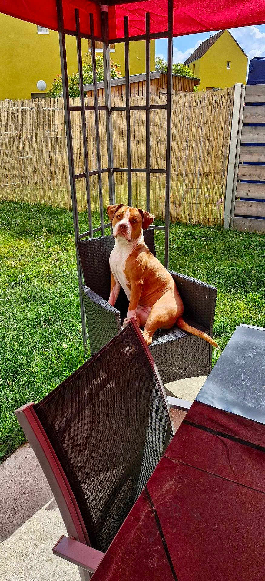 Tiai participe au concours pour gagner de l'argent avec cette photo : dog, outdoor, chair, patio, umbrella, grass, fence, sunny, backyard, pet, sitting, brown_and_white, relaxed, daylight, furniture, canine, portrait, garden, summer, domestic_animal