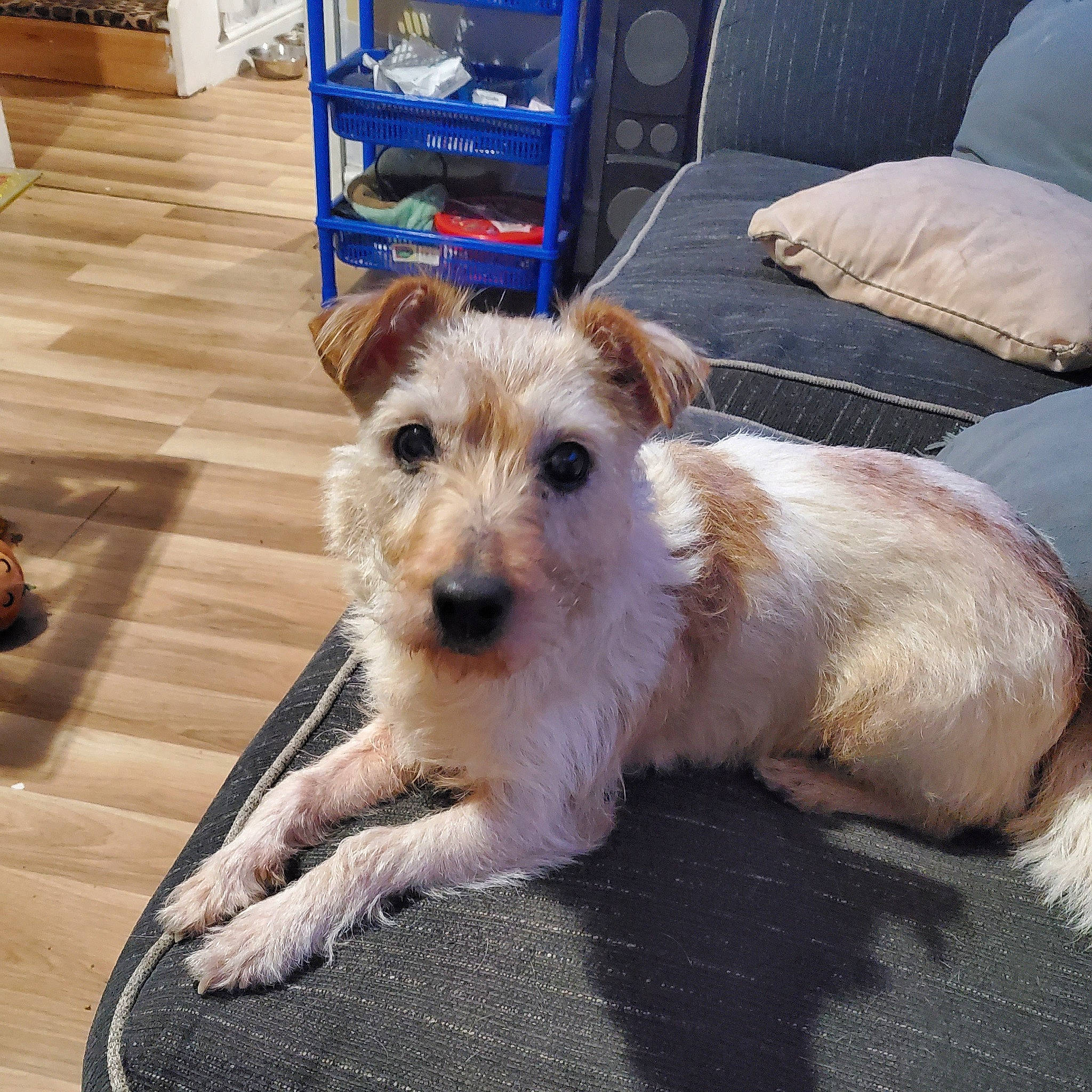 Ellie joined the competition — help win amazing prizes! carnivore, companion_dog, dog, dog_breed, dog_supply, flooring, fur, hardwood, paw, sitting, small_terrier, snout, sporting_group, terrier, toy_dog, varnish, wood, wood_flooring, working_animal, working_terrier