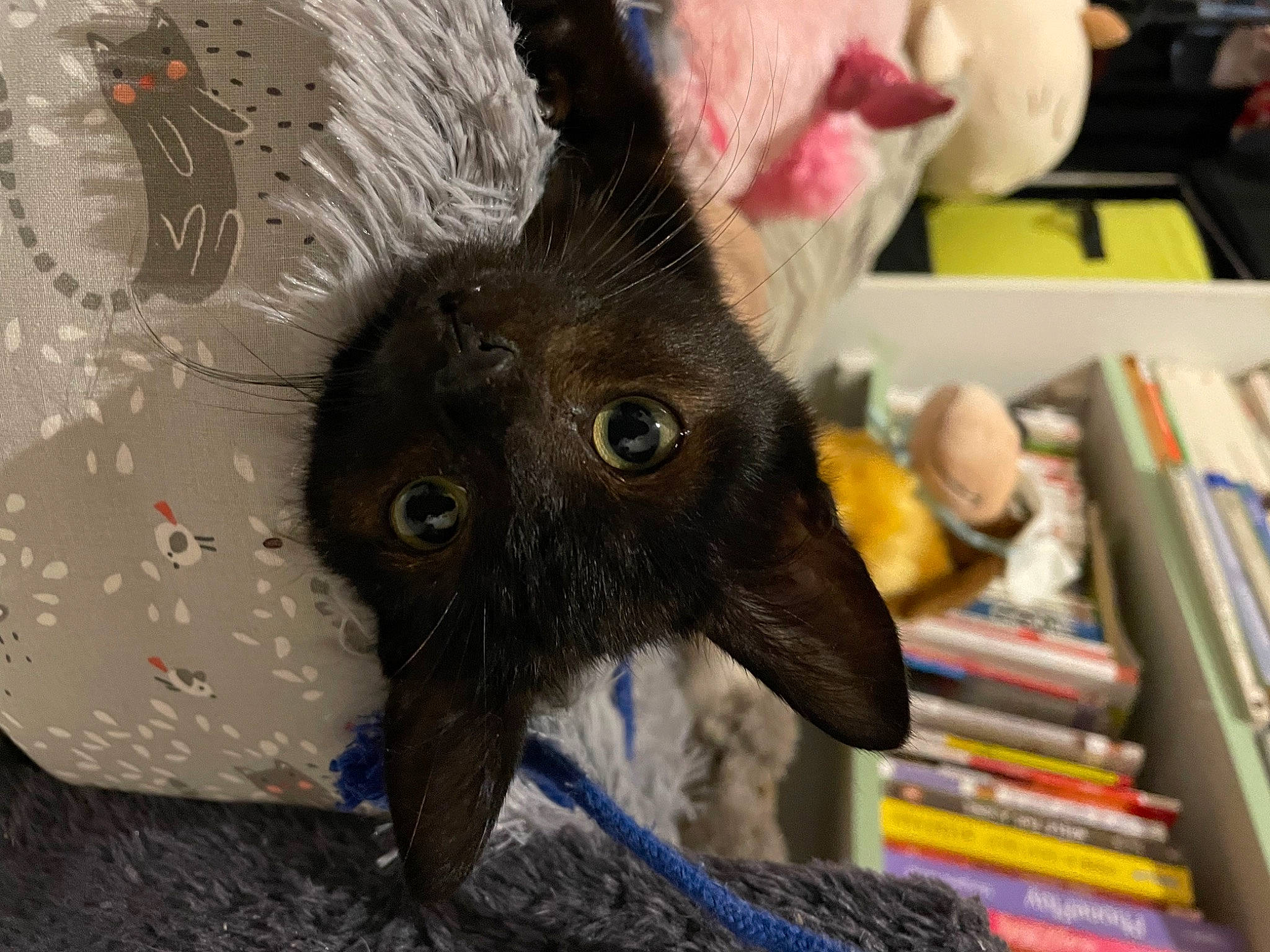 Hoshi participe au concours pour gagner de l'argent avec cette photo : art, book, bookcase, carmine, carnivore, cat, claw, domestic_short_haired_cat, ear, felidae, fur, publication, shelf, small_to_medium_sized_cats, snout, whiskers