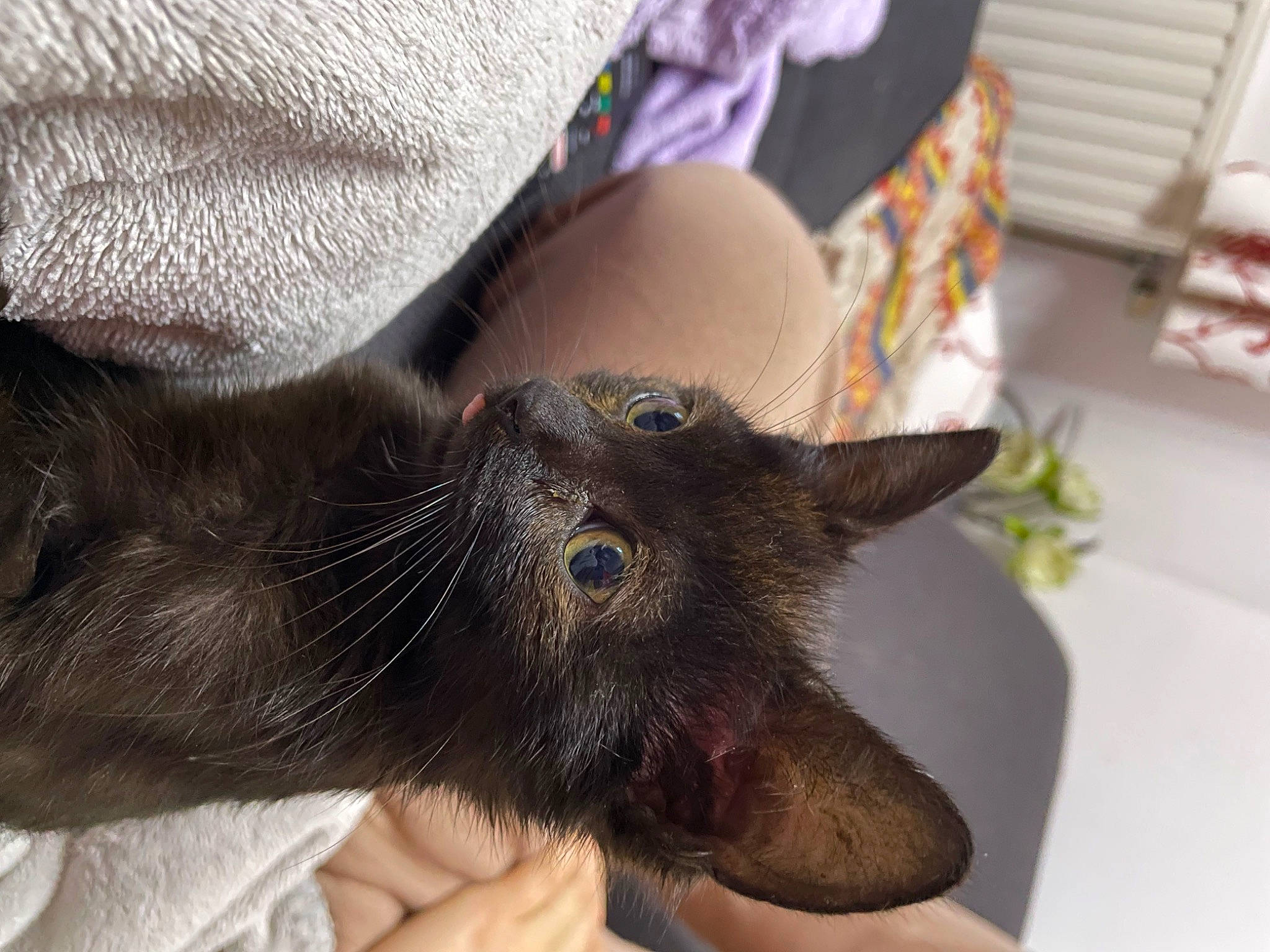 Hoshi participe au concours pour gagner de l'argent avec cette photo : black_cat, carnivore, cat, claw, comfort, domestic_short_haired_cat, ear, felidae, fur, gesture, nail, russian_blue, small_to_medium_sized_cats, whiskers