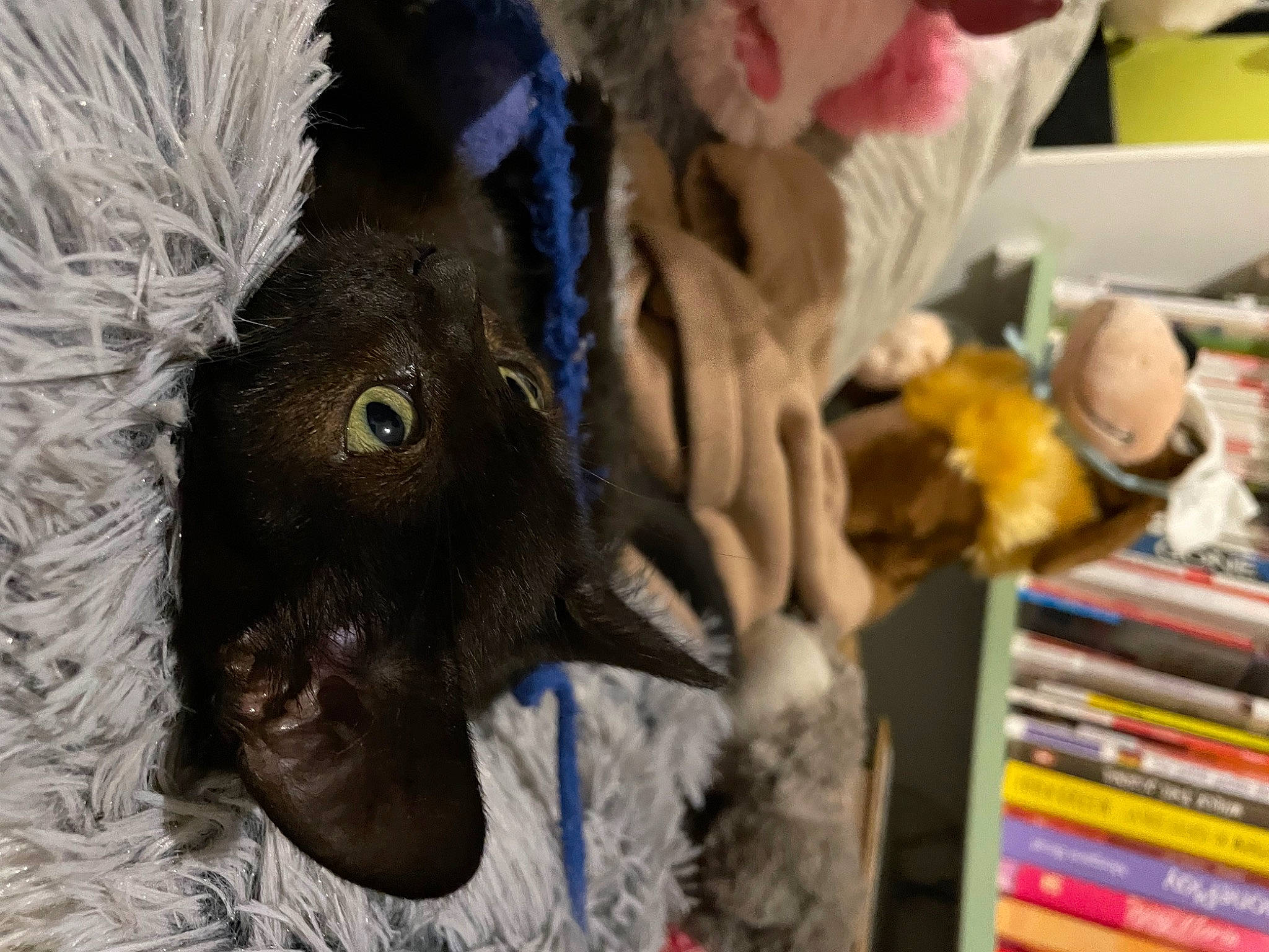 Hoshi participe au concours pour gagner de l'argent avec cette photo : black_cat, bookcase, carnivore, cat, claw, dog_breed, domestic_short_haired_cat, felidae, fur, plush, publication, shelf, shelving, small_to_medium_sized_cats, stuffed_toy, toy, whiskers