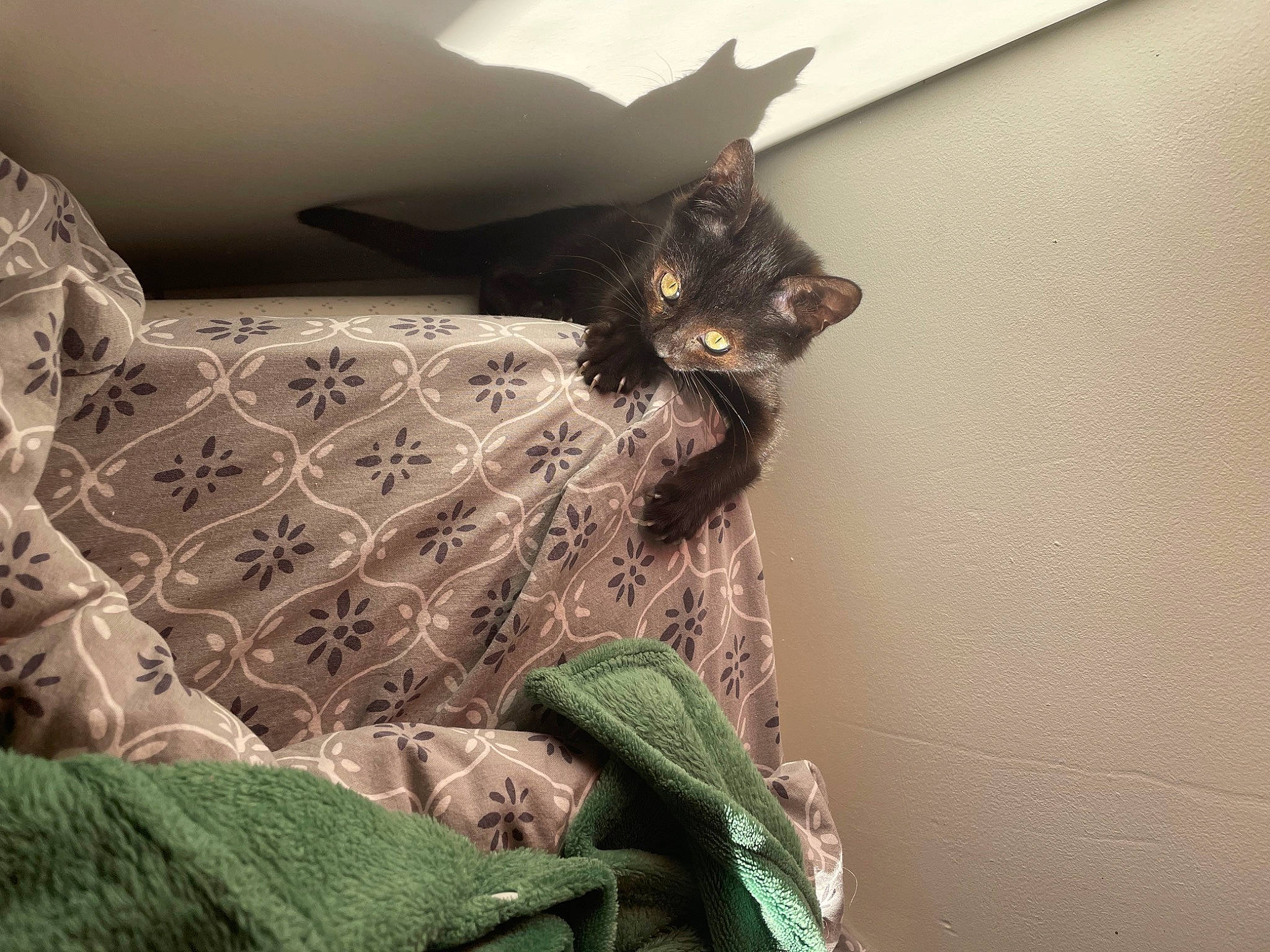 Hoshi participe au concours pour gagner de l'argent avec cette photo : bed, bedding, black_cat, carnivore, cat, comfort, couch, domestic_short_haired_cat, dress, felidae, fur, human_leg, linens, pillow, room, small_to_medium_sized_cats, tail, tree, whiskers, wood