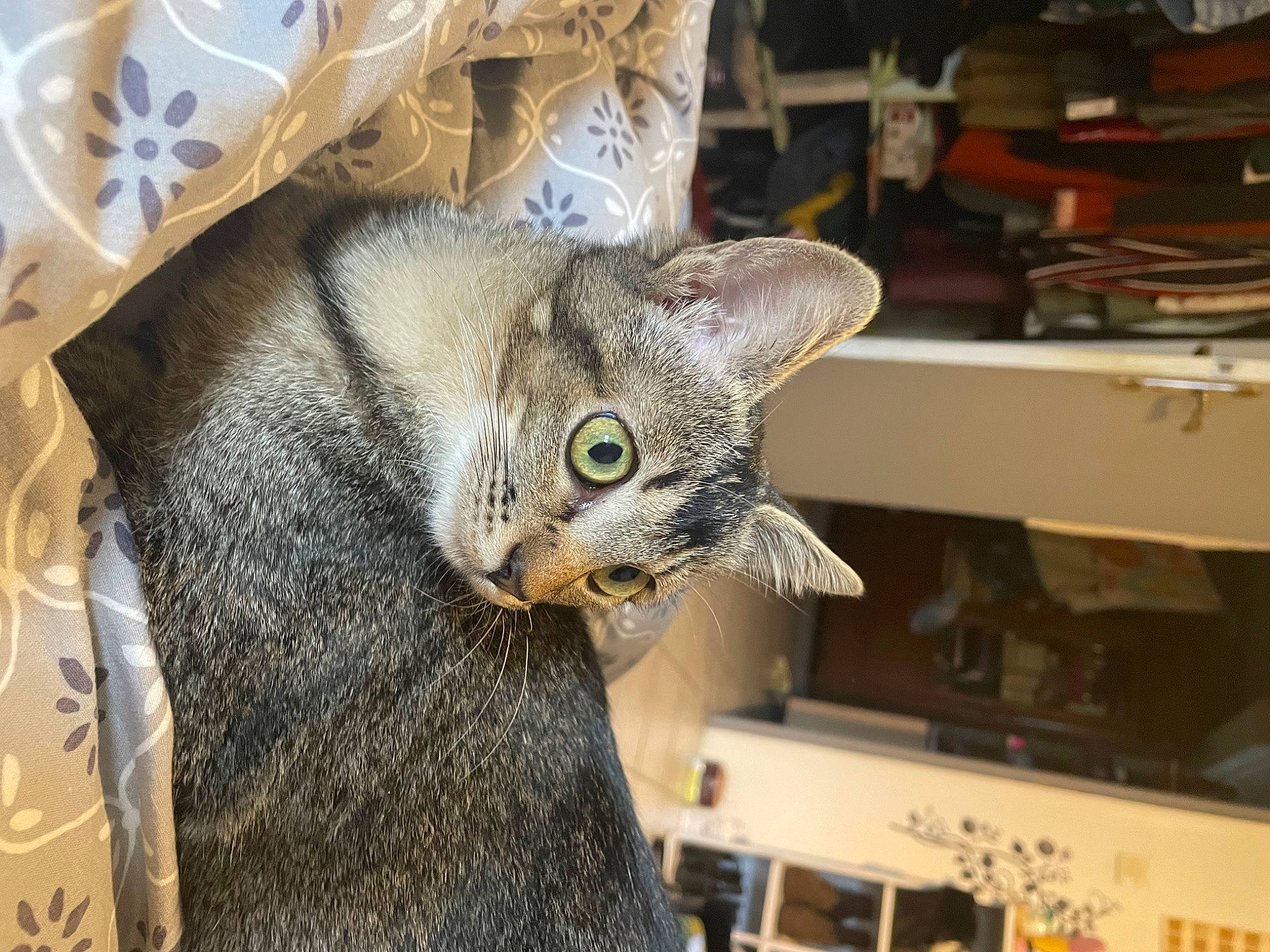 Myriade a rejoint le concours — aidez-le/la à gagner de superbes lots ! carnivore, cat, cat_supply, domestic_short_haired_cat, engineering, felidae, fur, pattern, small_to_medium_sized_cats, snout, whiskers