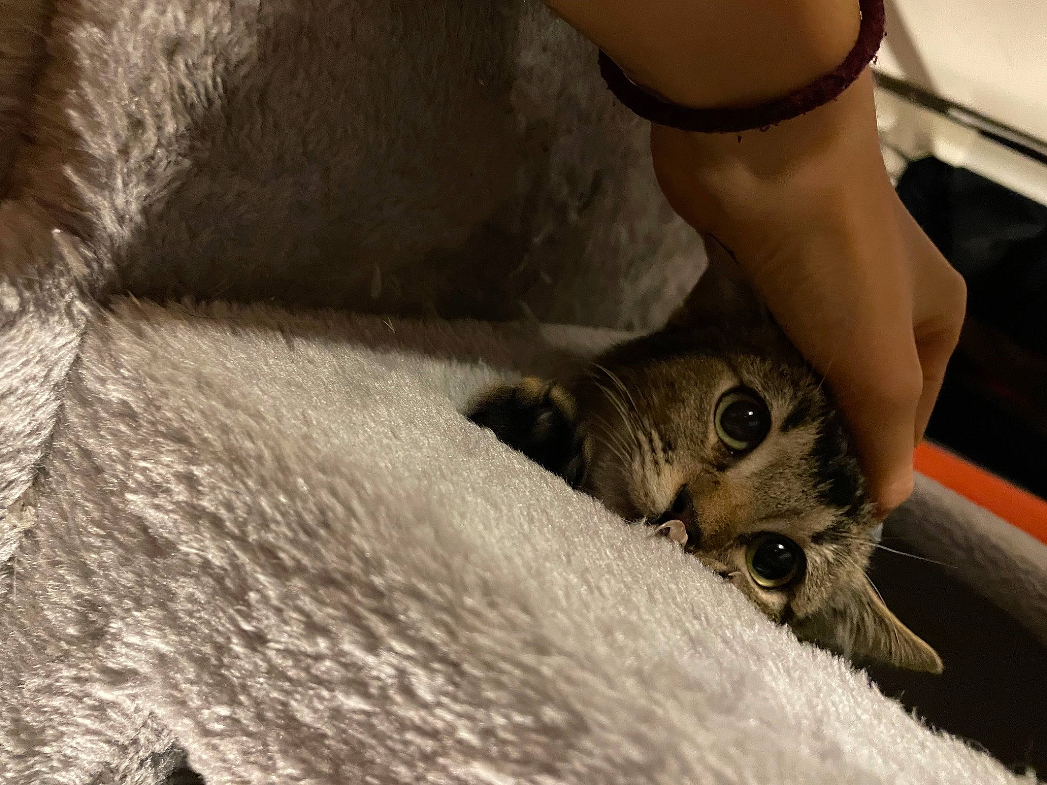 Myriade a rejoint le concours — aidez-le/la à gagner de superbes lots ! carnivore, cat, claw, comfort, domestic_short_haired_cat, fawn, felidae, flooring, foot, fur, gesture, grey, human_leg, paw, small_to_medium_sized_cats, snout, terrestrial_animal, whiskers, wildlife, wood