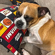 Benji joined the competition — help win amazing prizes! dog, sleeping, couch, pillow, miami_heat, basketball, brown, white, pet, resting, cozy, indoor, closeup, paw, relaxed, fur, cute, animal, home, snug