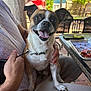 Benji joined the competition — help win amazing prizes! dog, pet, happy, smiling, tongue_out, person, lap, outdoor, patio, table, food, chair, sunlight, leash, collar, hand, fur, small_dog, companionship, relaxation
