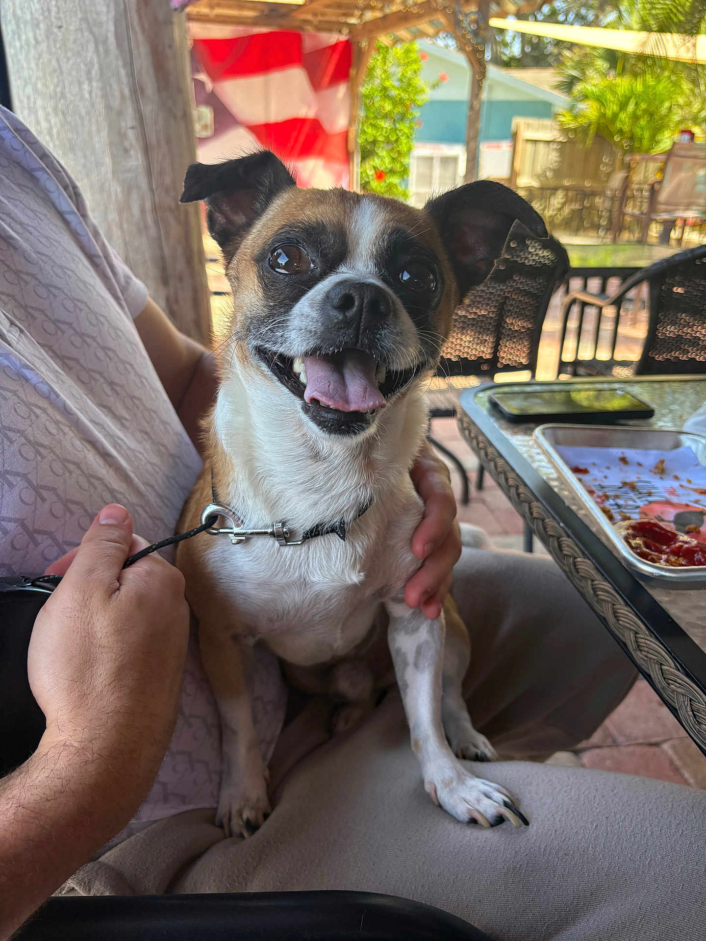 Benji joined the competition — help win amazing prizes! dog, pet, happy, smiling, tongue_out, person, lap, outdoor, patio, table, food, chair, sunlight, leash, collar, hand, fur, small_dog, companionship, relaxation