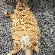 Milo joined the competition — help win amazing prizes! cat, orange_cat, fluffy, long_hair, pet, animal, indoor, carpet, relaxed, lying_down, cute, feline, tail, paw, fur, whiskers, mammal, domestic_animal, resting, cozy