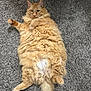 cat, orange_cat, fluffy, long_hair, pet, animal, indoor, carpet, relaxed, lying_down, cute, feline, tail, paw, fur, whiskers, mammal, domestic_animal, resting, cozy