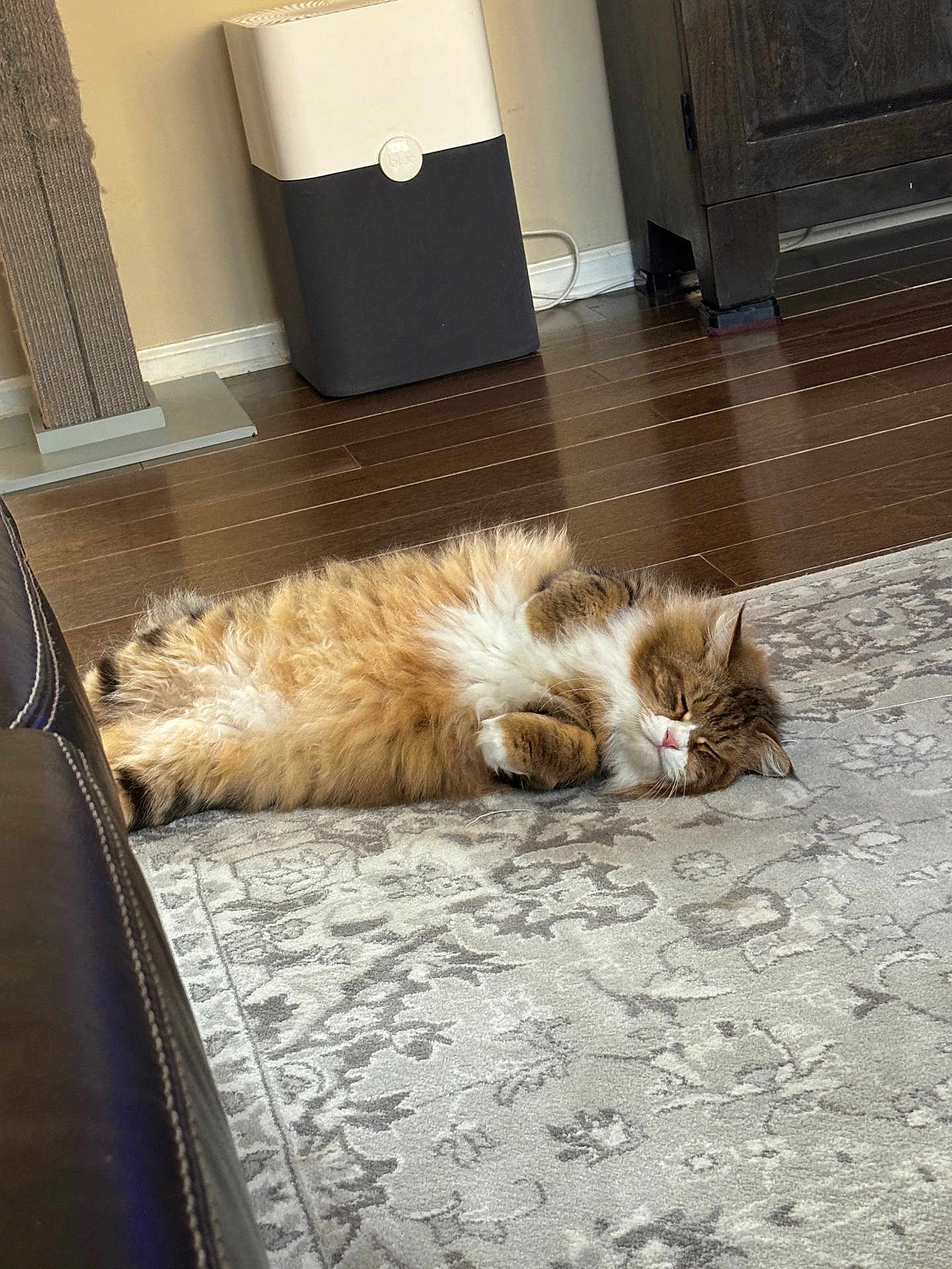 Ollie is registered to the contest to win money with this photo: animal, calm, cat, cozy, cute, domestic_cat, floor, fluffy, furniture, home, indoor, nap, pet, relaxed, resting, rug, sleeping, tabby, whiskers, wooden_floor