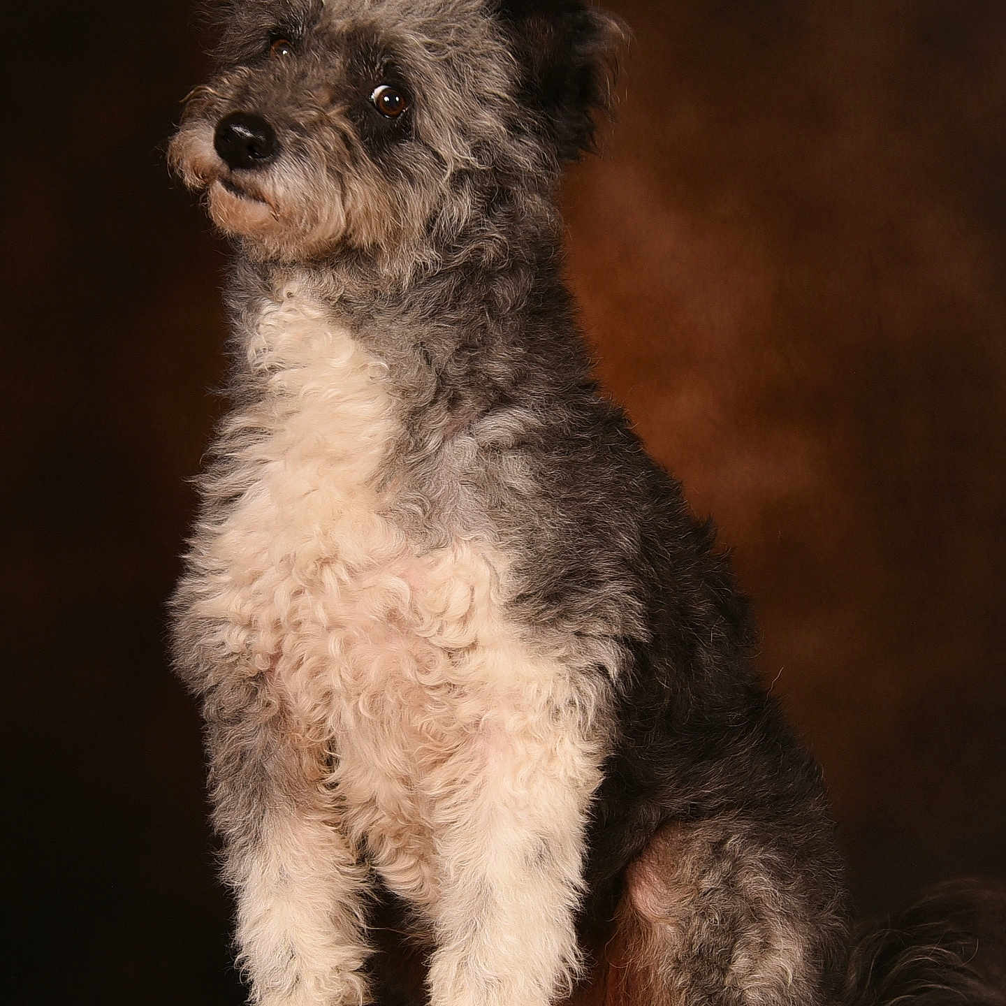 Nova a rejoint le concours — aidez-le/la à gagner de superbes lots ! affenpinscher, airedale, animal, canine, dog, pet, poodle, puppy, terrier, whitedog