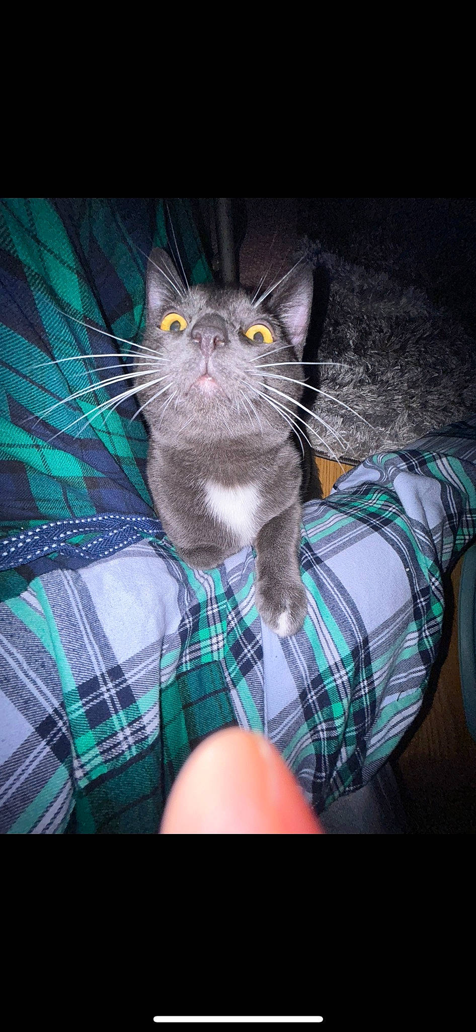 Frisko joined the competition — help win amazing prizes! black_cat, carnivore, cat, comfort, domestic_short_haired_cat, felidae, finger, gesture, head, iris, leg, linens, pattern, plaid, small_to_medium_sized_cats, snout, tail, tartan, textile, whiskers