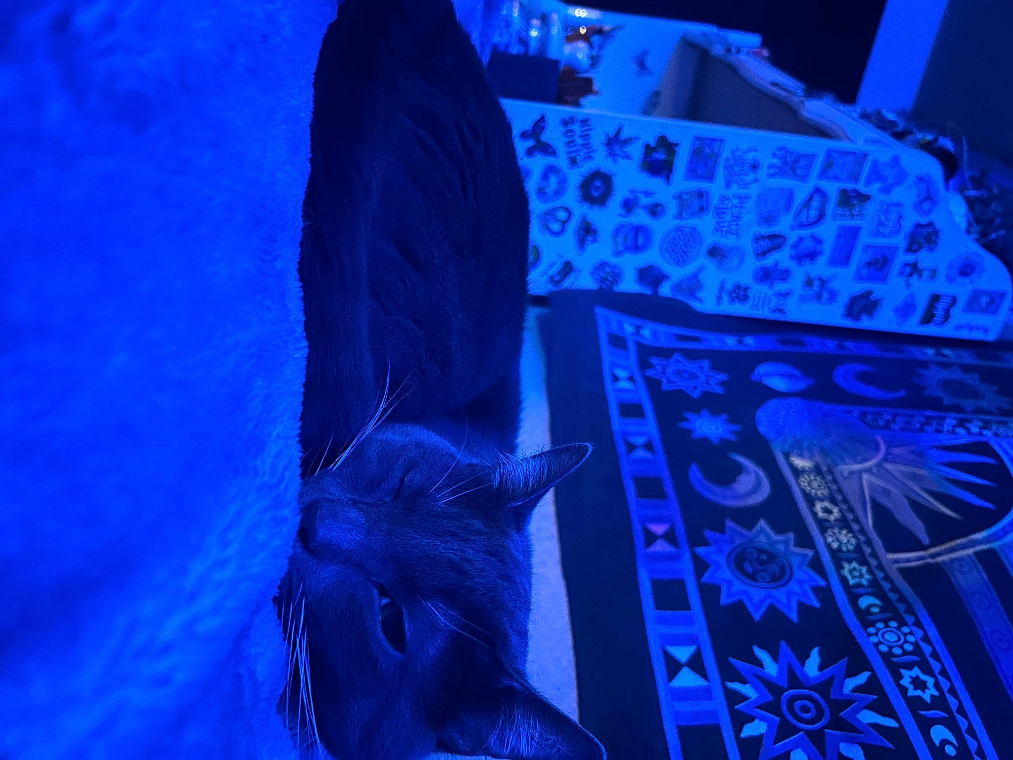 Frisko joined the competition — help win amazing prizes! art, blue, darkness, electric_blue, entertainment, event, felidae, font, graphics, magenta, night, organism, pattern, performance, performing_arts, purple, sculpture, space, visual_arts, water