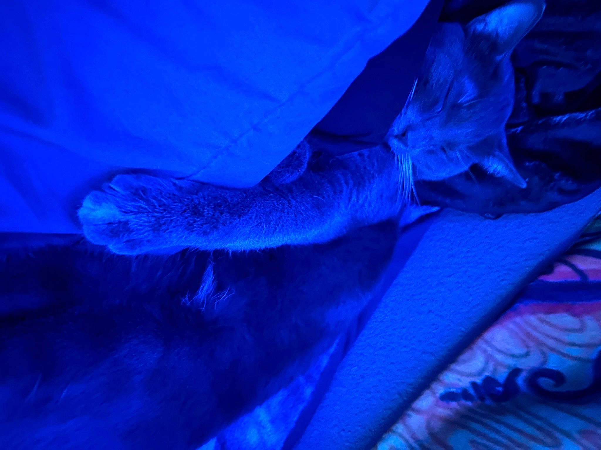 Frisko is registered to the contest to win money with this photo: azure, blue, darkness, elbow, electric_blue, entertainment, event, fun, human_leg, leg, magenta, night, plant, purple, room, sky, tail, tints_and_shades, tree, water