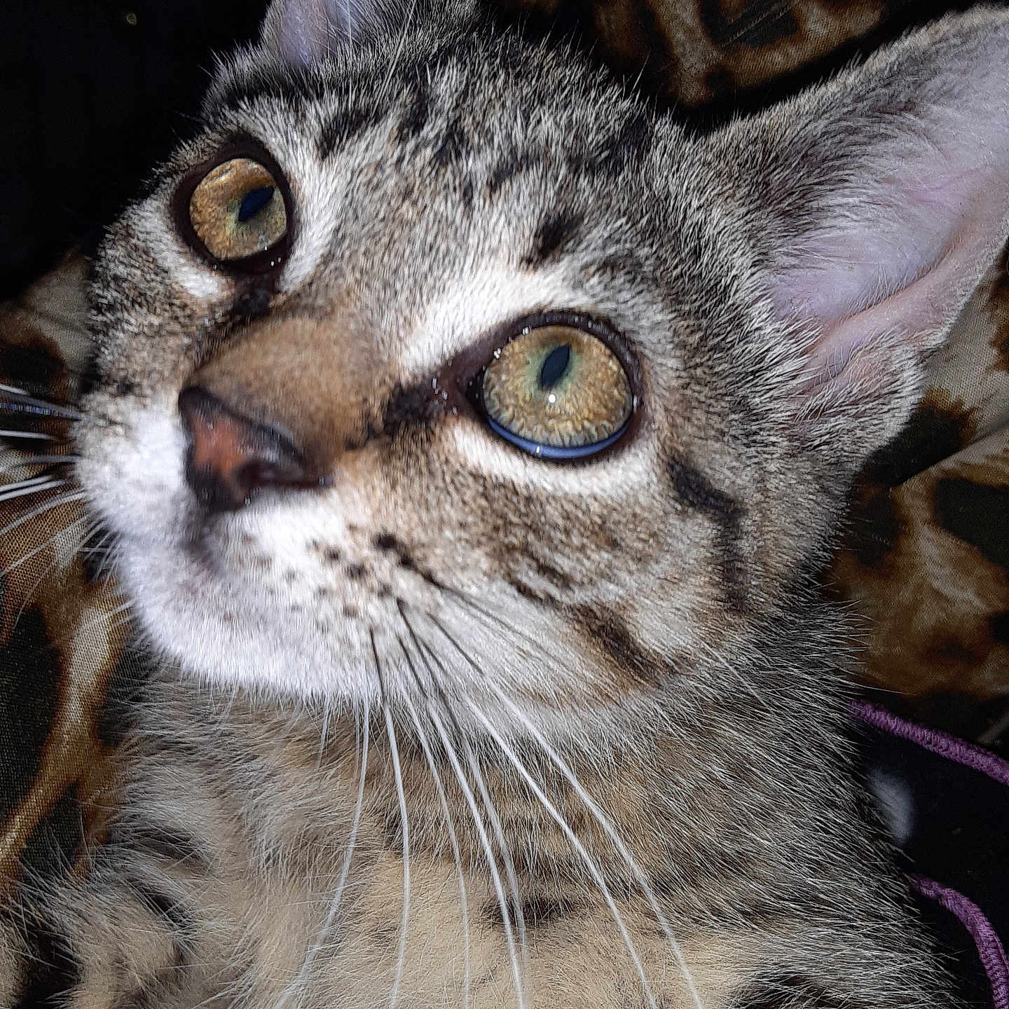 Runa is registered to the contest to win money with this photo: abyssinian, animal, cat, egyptiancat, kitten, manx, ocelot, pet, siamese