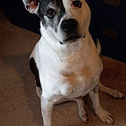 Scooby joined the competition — help win amazing prizes! dog, pet, indoor, carpet, black_and_white, ears, curious, sitting, canine, animal, cabinet, furniture, floor, portrait, looking_up, ears_up, cute, companion, domestic, friendly