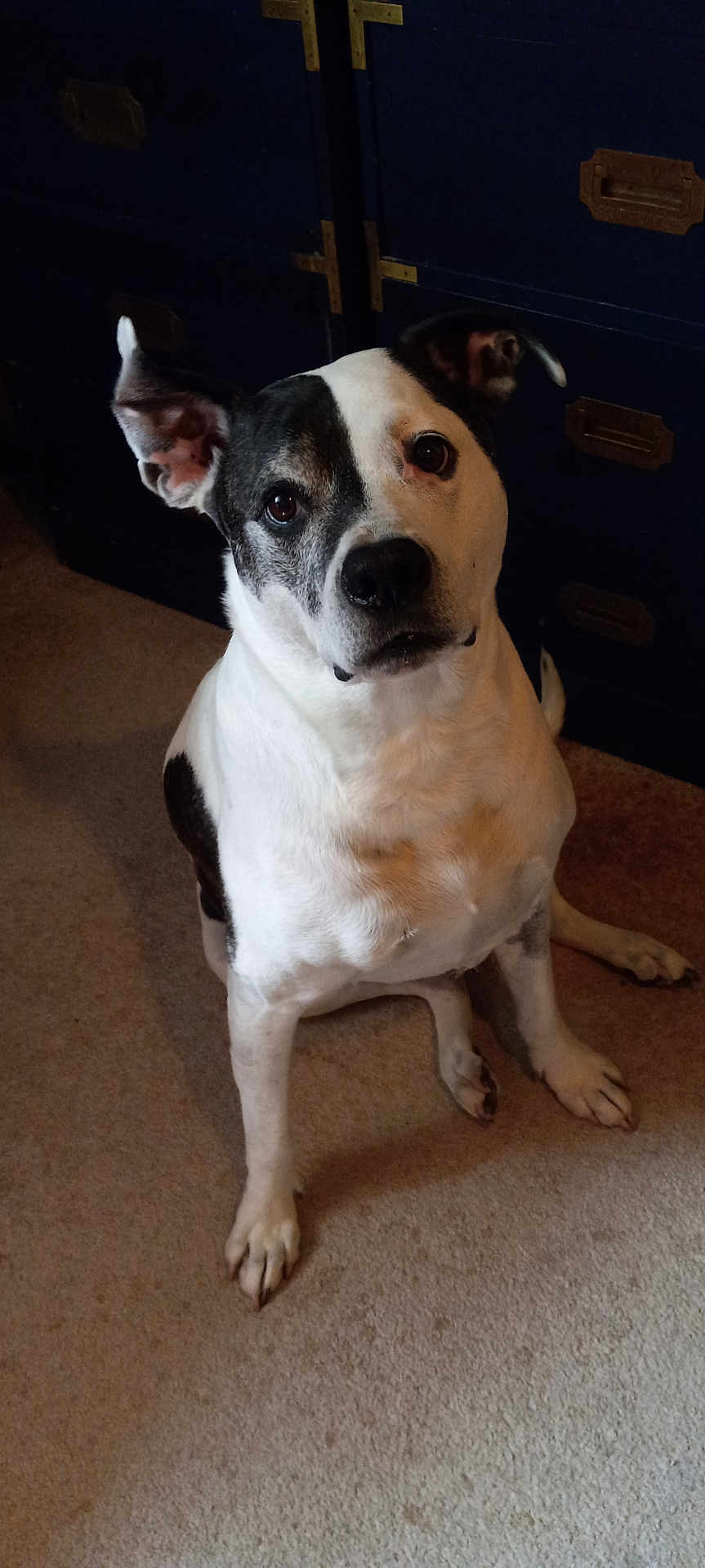 Scooby joined the competition — help win amazing prizes! dog, pet, indoor, carpet, black_and_white, ears, curious, sitting, canine, animal, cabinet, furniture, floor, portrait, looking_up, ears_up, cute, companion, domestic, friendly