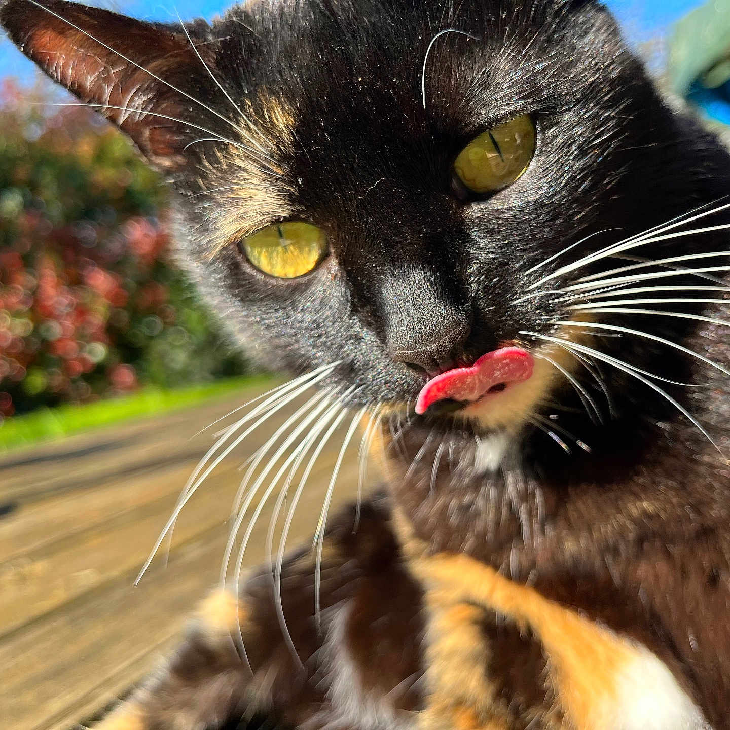 Choupette a rejoint le concours — aidez-le/la à gagner de superbes lots ! animal, black_fur, blurred_background, cat, close_up, curious, daylight, face, feline, garden, nature, orange_fur, outdoor, pet, sunlight, tongue, tongue_out, whiskers, wooden_deck, yellow_eyes