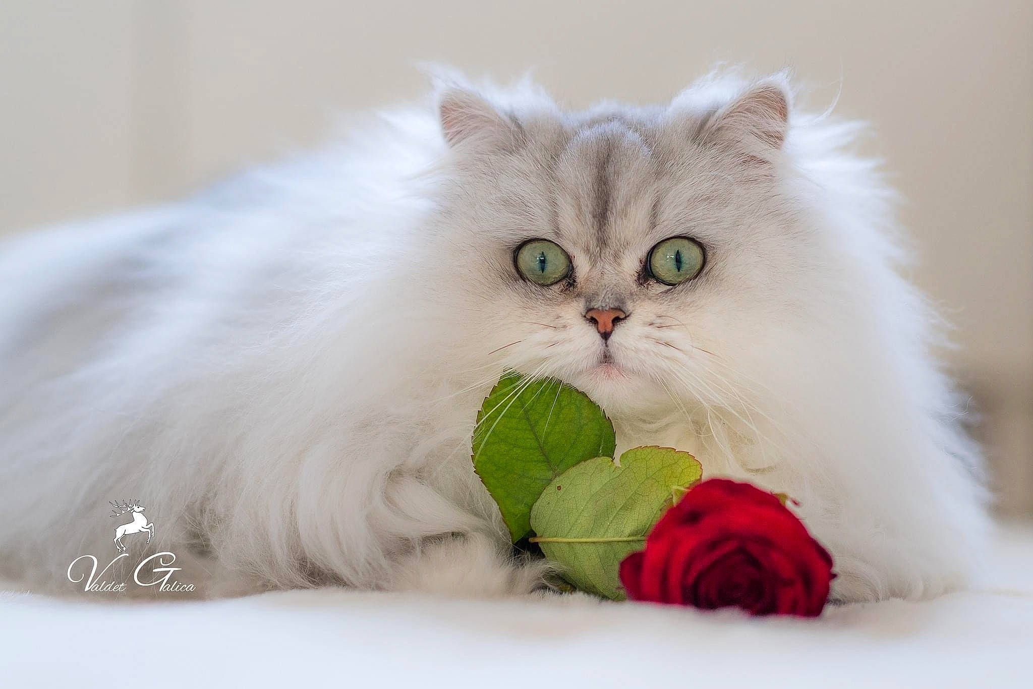 Kira participe au concours pour gagner de l'argent avec cette photo : british_longhair, carnivore, cat, fashion_accessory, felidae, flowering_plant, fur, grass, persian, petal, plant, ragdoll, rose, rose_order, small_to_medium_sized_cats, terrestrial_animal, vegetable, whiskers