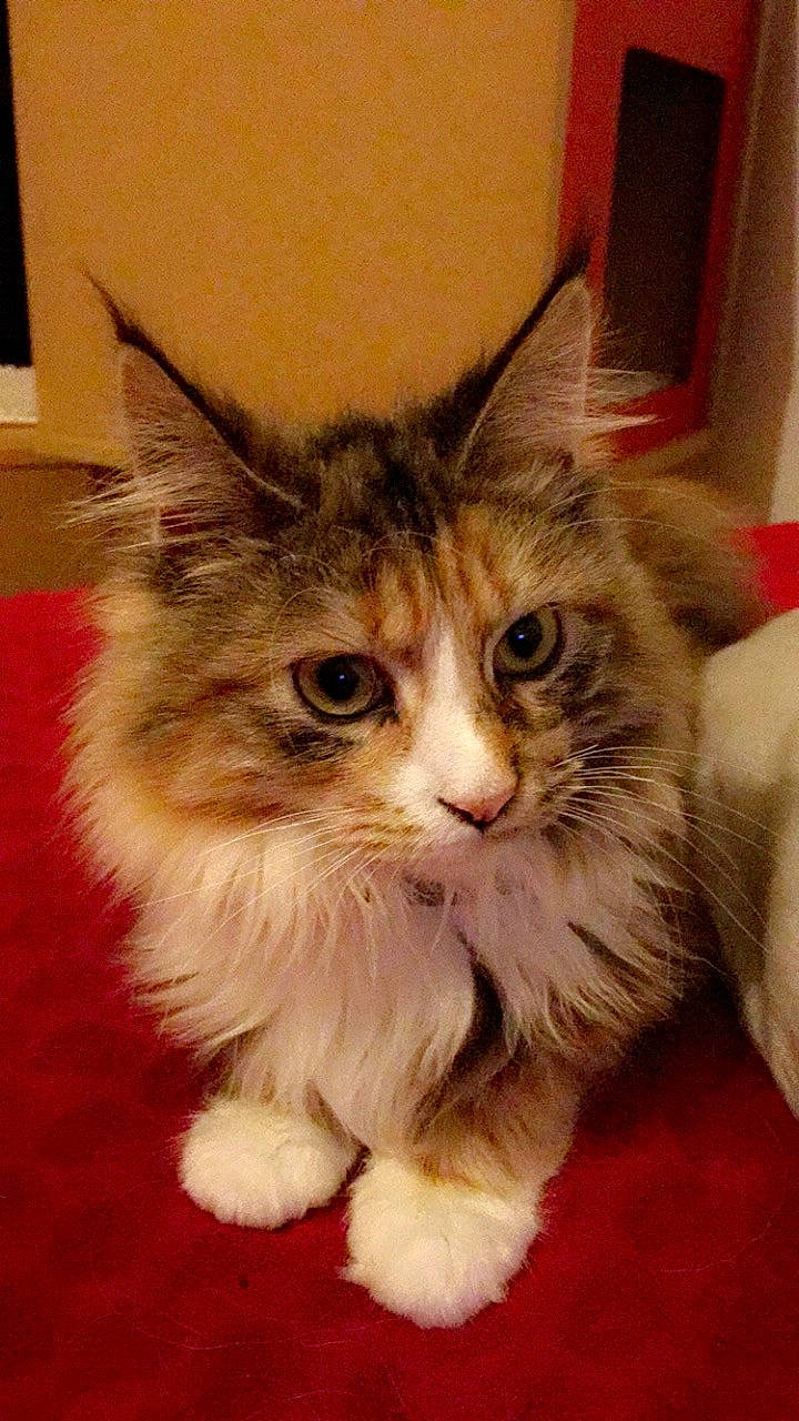 Princesse participe au concours pour gagner de l'argent avec cette photo : asian, asian_semi_longhair, british_semi_longhair, carnivore, cat, cymric, domestic_long_haired_cat, fawn, felidae, fur, kitten, maine_coon, mammal, napoleon_cat, norwegian_forest_cat, ragamuffin, siberian, small_to_medium_sized_cats, vertebrate, whiskers