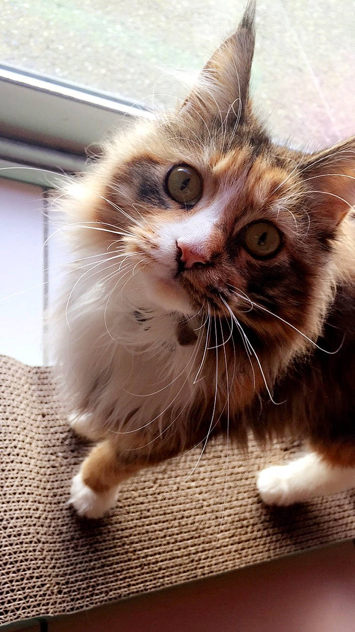 Princesse a rejoint le concours — aidez-le/la à gagner de superbes lots ! aegean_cat, asian, british_semi_longhair, carnivore, cat, domestic_short_haired_cat, european_shorthair, felidae, fur, kitten, mammal, paw, small_to_medium_sized_cats, snout, tabby_cat, whiskers