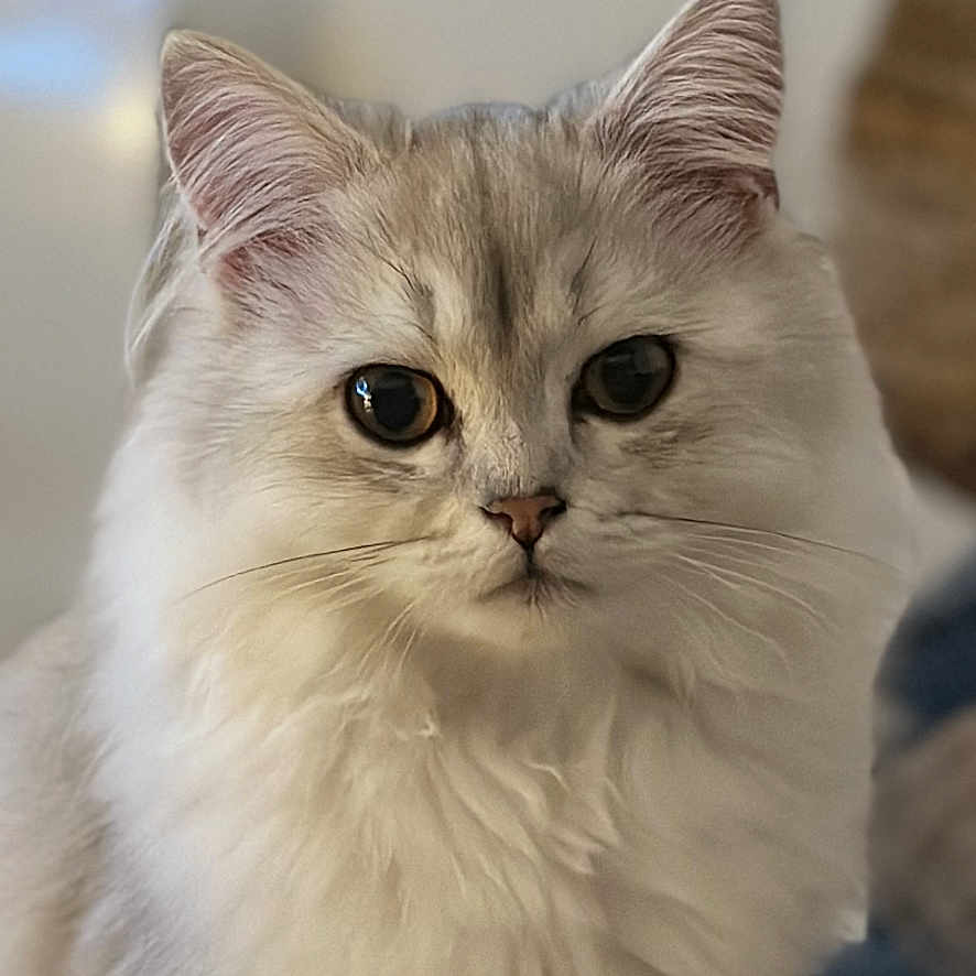 Ambre participe au concours pour gagner de l'argent avec cette photo : adorable, animal, calm, cat, closeup, cozy, cute, domestic, ears, eyes, face, feline, fluffy, fur, indoor, mammal, pet, portrait, soft, whiskers